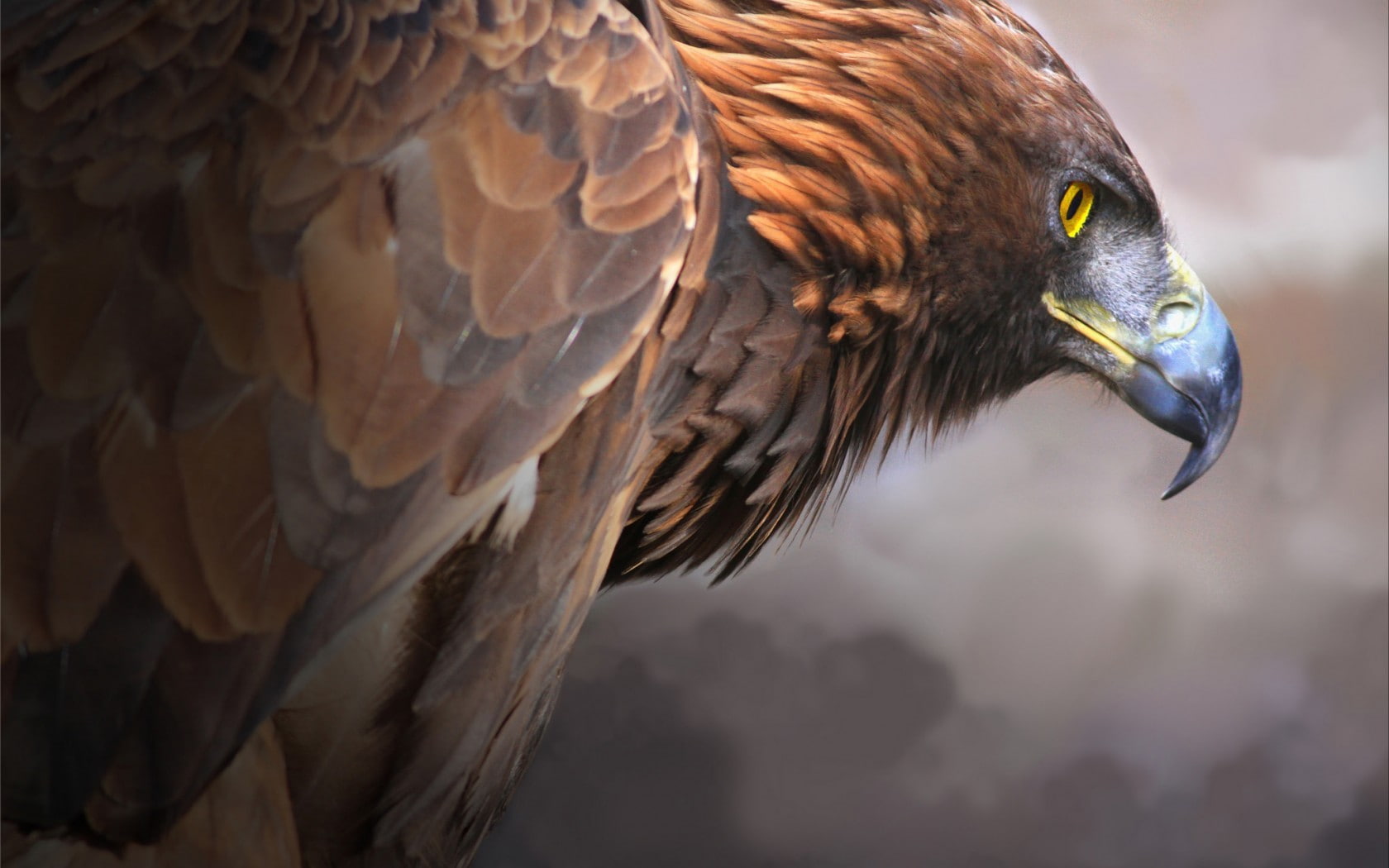 animal eye, vertebrate, bird of prey, animal themes, animal head, profile view, focus on foreground, animal body part, animal wildlife, birds, eagle, no people, HD Wallpaper
