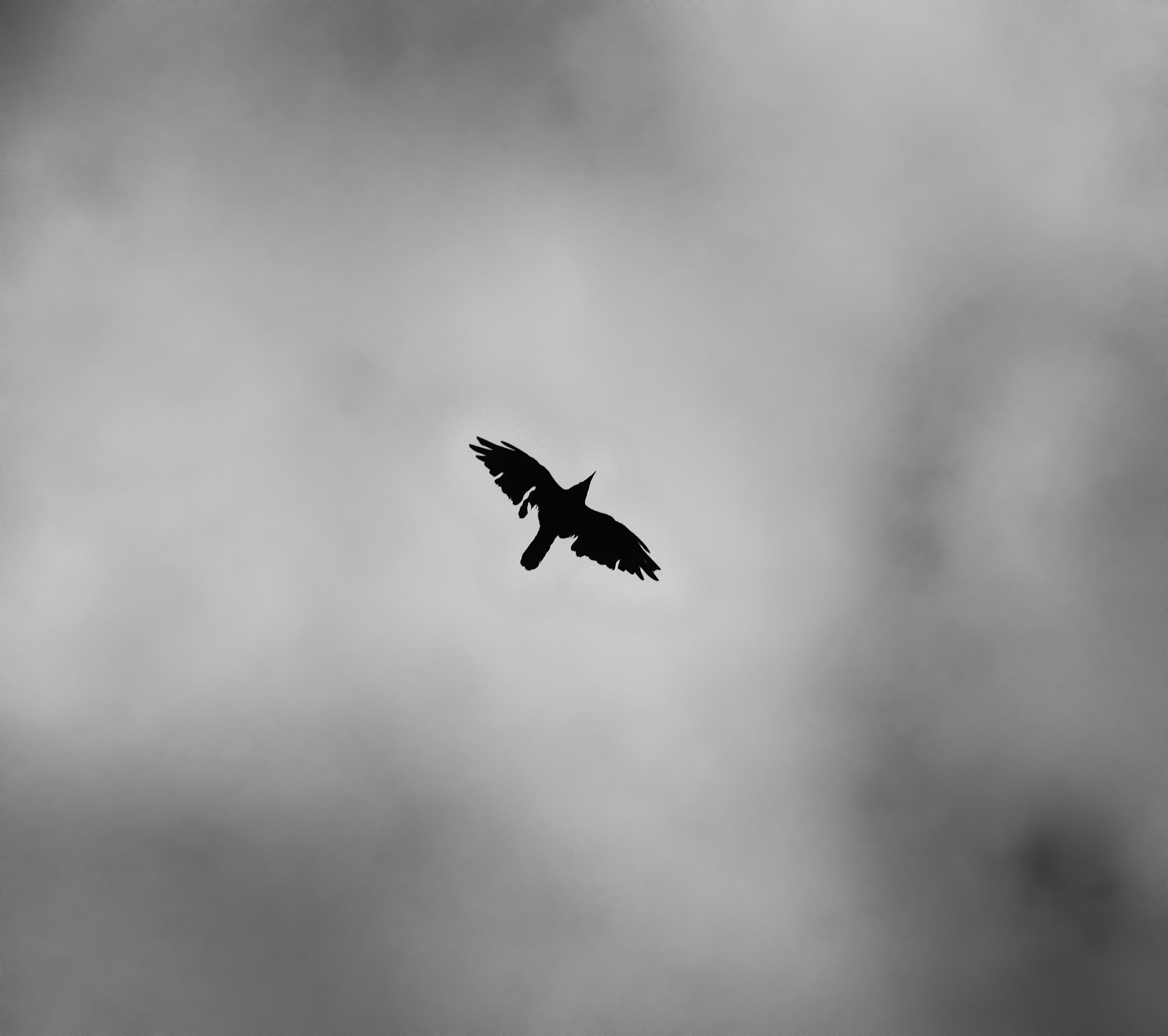 one animal, 2K, no people, minimal, dark, minimalism, shape, light, space, white, motion, mid-air, cloud, day, outdoors, animal, bird, spread wings, black and white, HD Wallpaper