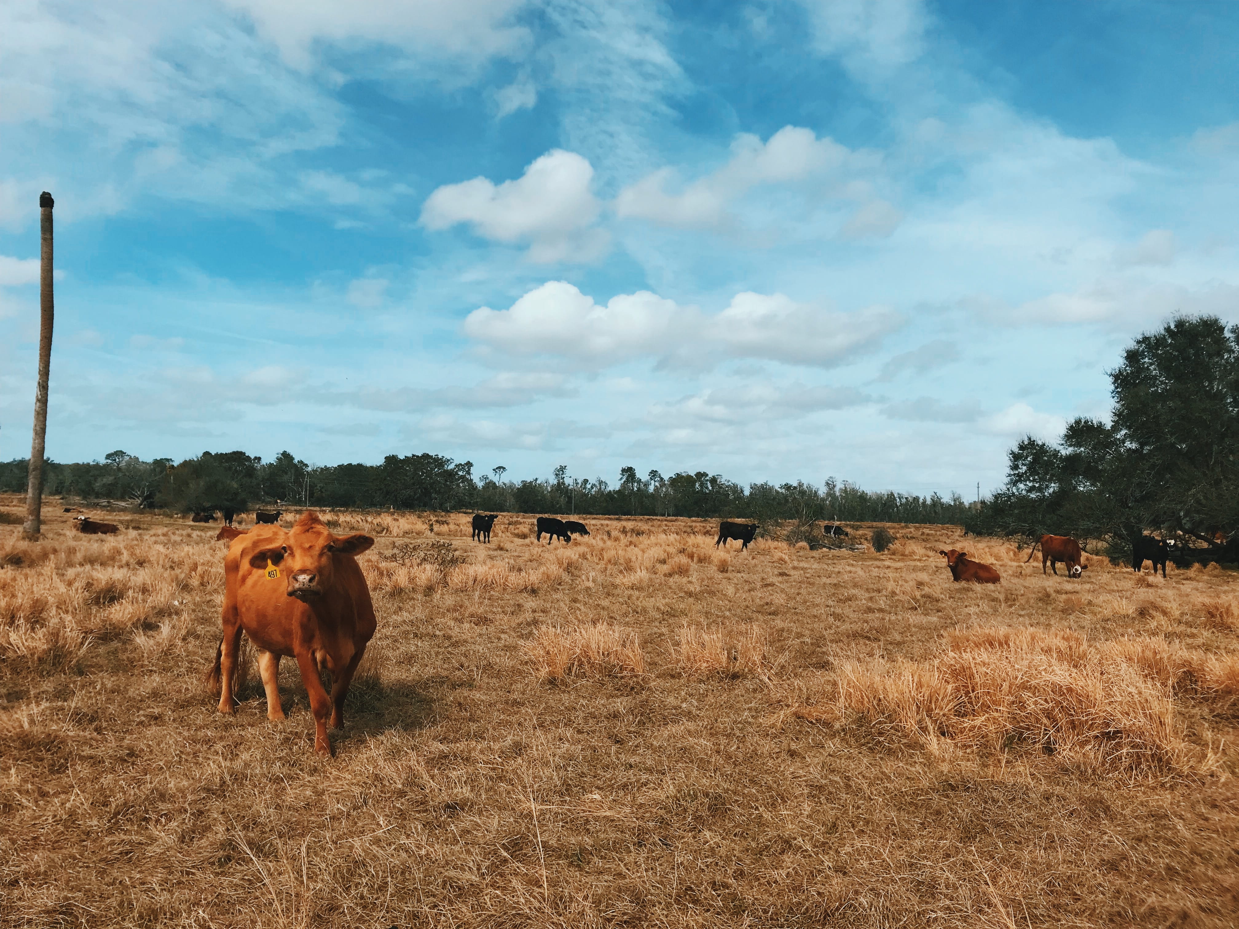 domestic animals, animal themes, no people, farm, herbivorous, bull, ranch, environment, grazing, cow, mammal, meadow, tree, landscape, countryside, grass, HD Wallpaper