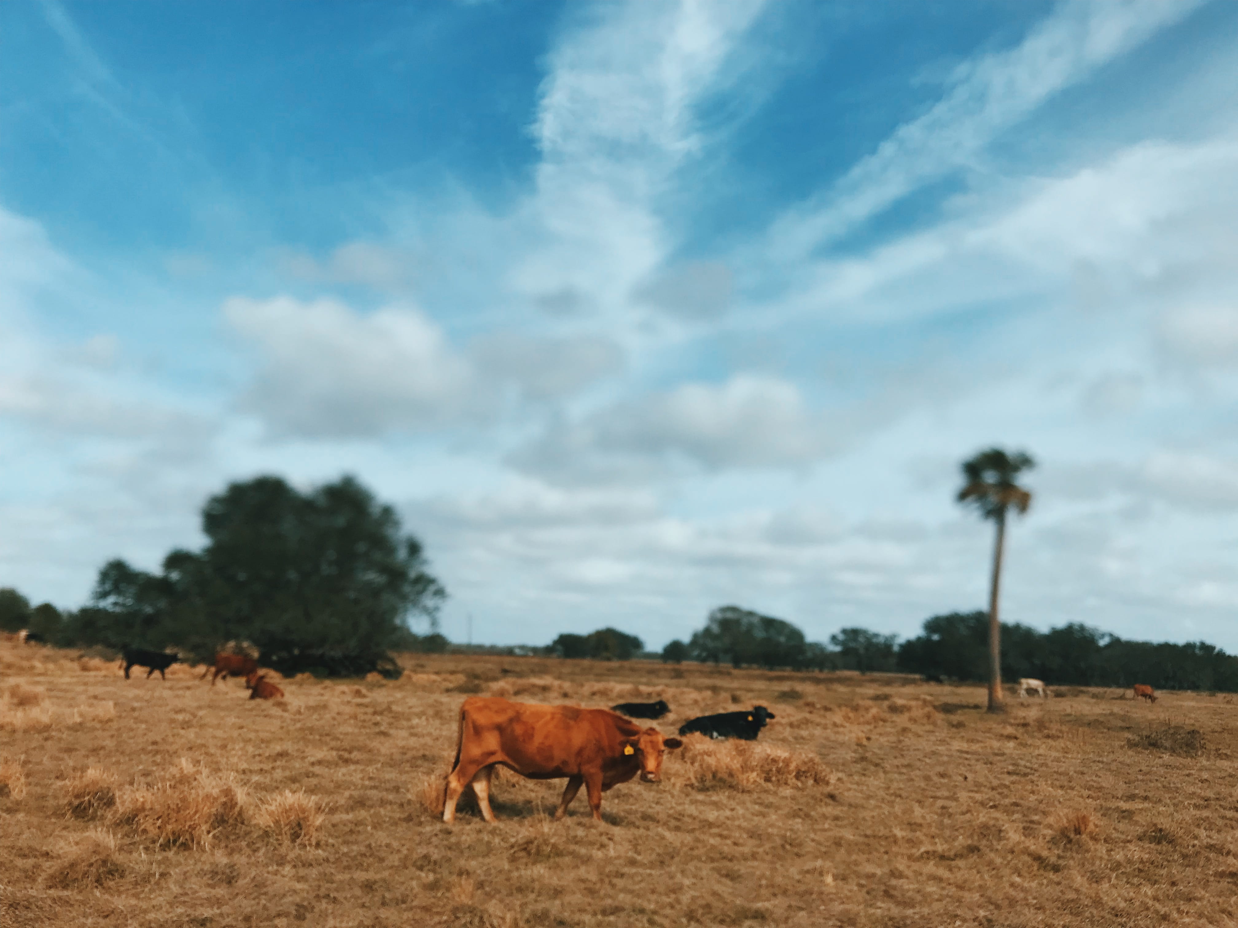 mammal, herbivorous, sky, plant, landscape, ranch, outdoors, domestic animals, cattle, livestock, land, countryside, nature, united states, grazing, 4K, HD Wallpaper