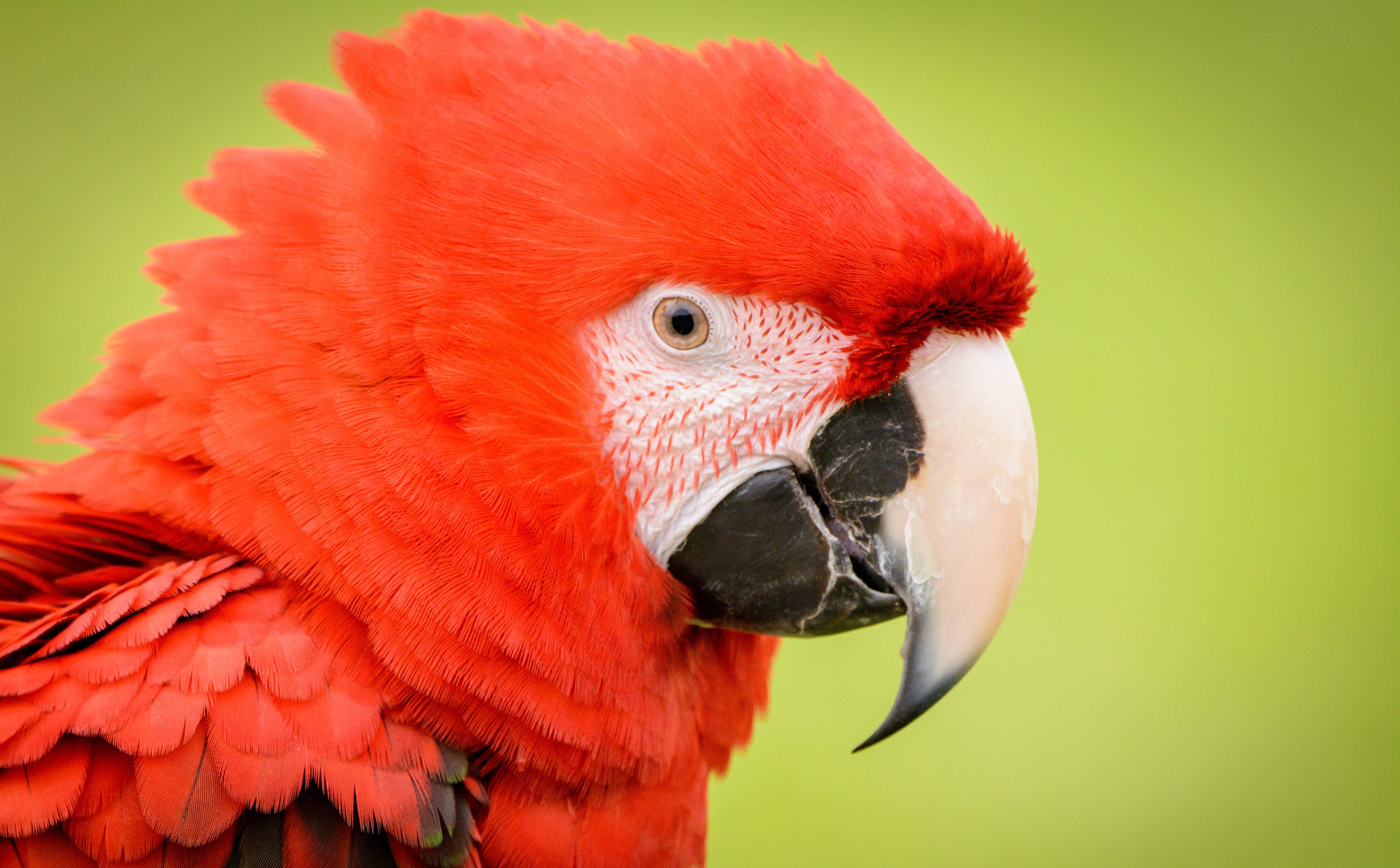 nature, colored background, Parrot, focus on foreground, animal eye, 5K, Head, pets, Animals, animal wildlife, animals in the wild, photography, scarlet macaw, HD Wallpaper