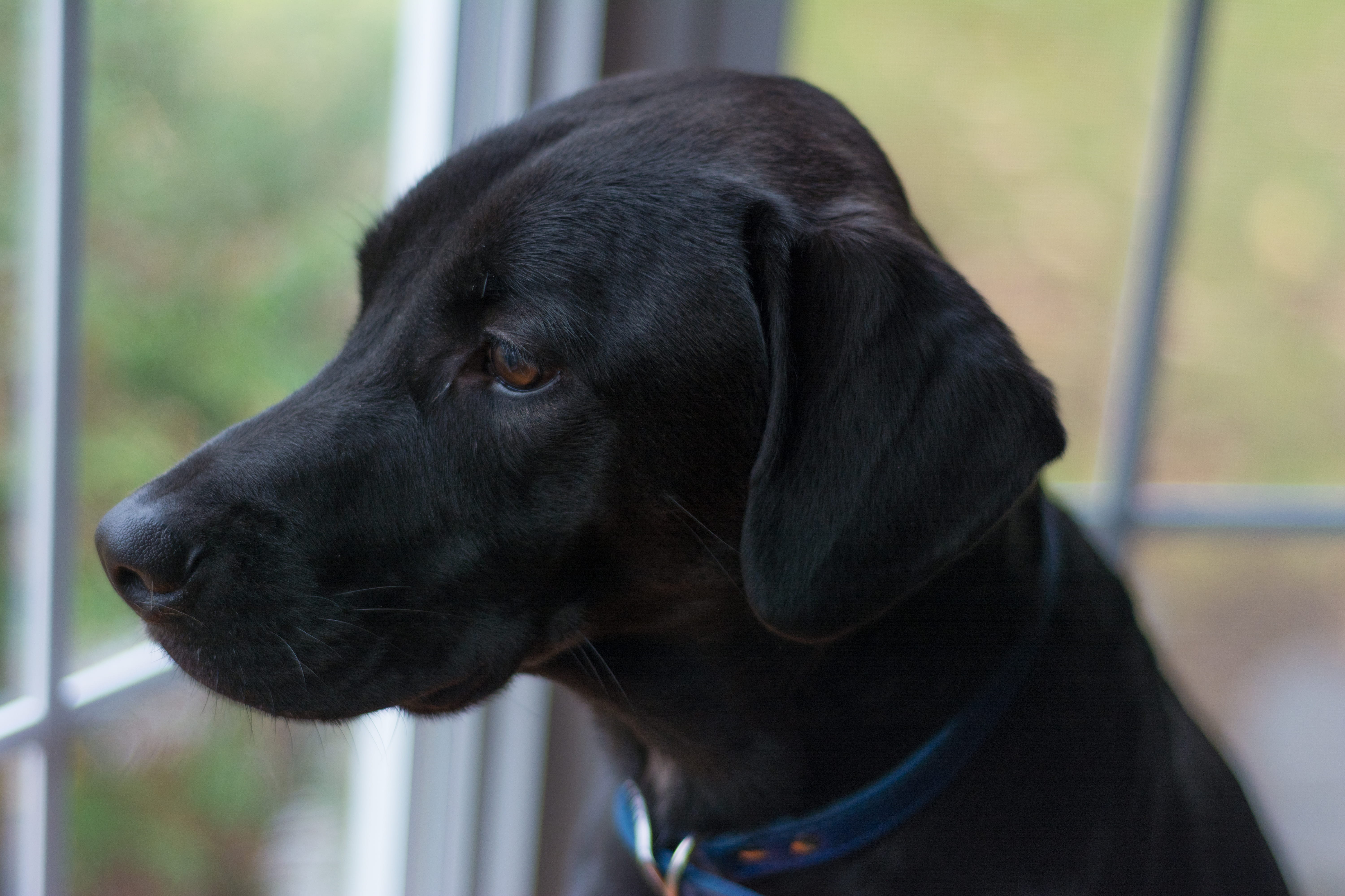 looking, one animal, puppy, animal, portrait, mammal, animal themes, close-up, looking away, close, retriever, snout, focus on foreground, united states, HD Wallpaper
