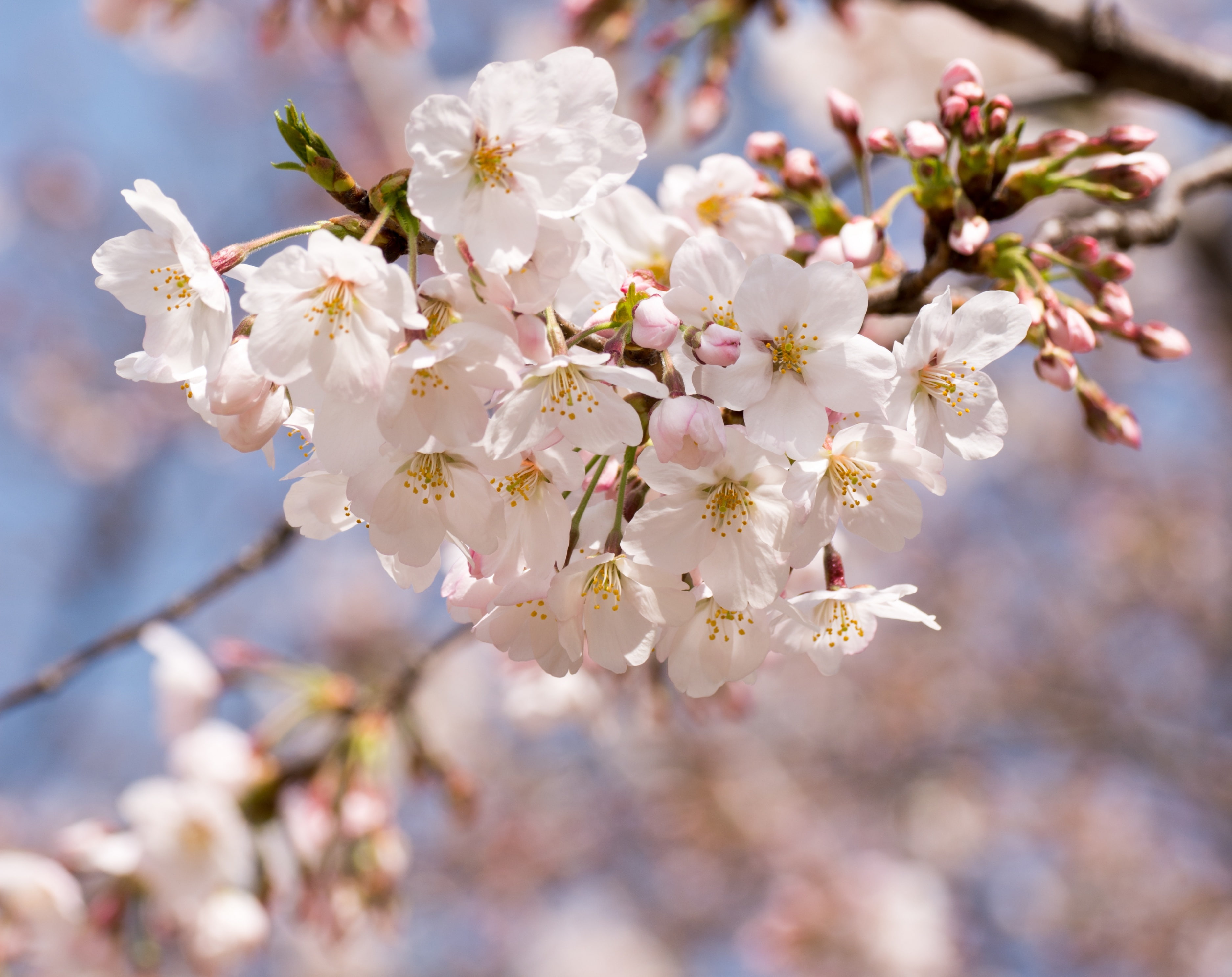 tree, mukojima1chome, 2K, outdoors, petal, f456, branch, cherry tree, beauty in nature, sakura, flower head, fragility, day, Cherry, tamronsp70300mmf456, HD Wallpaper