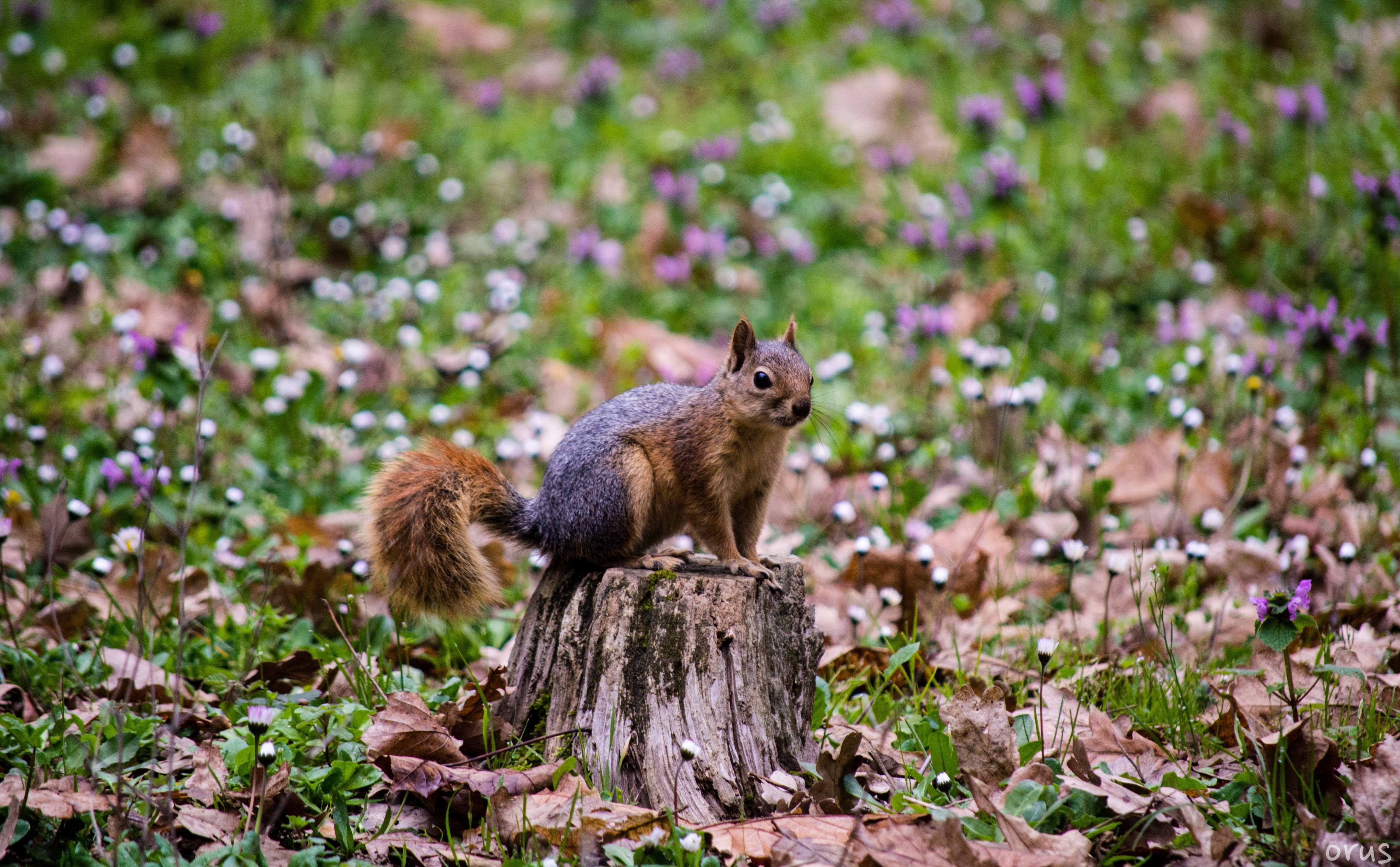 animals in the wild, Explore, Grass, plant, day, Squirrel, mammal, nature, profile view, outdoors, tree, animal wildlife, one animal, no people, Leaves, HD Wallpaper