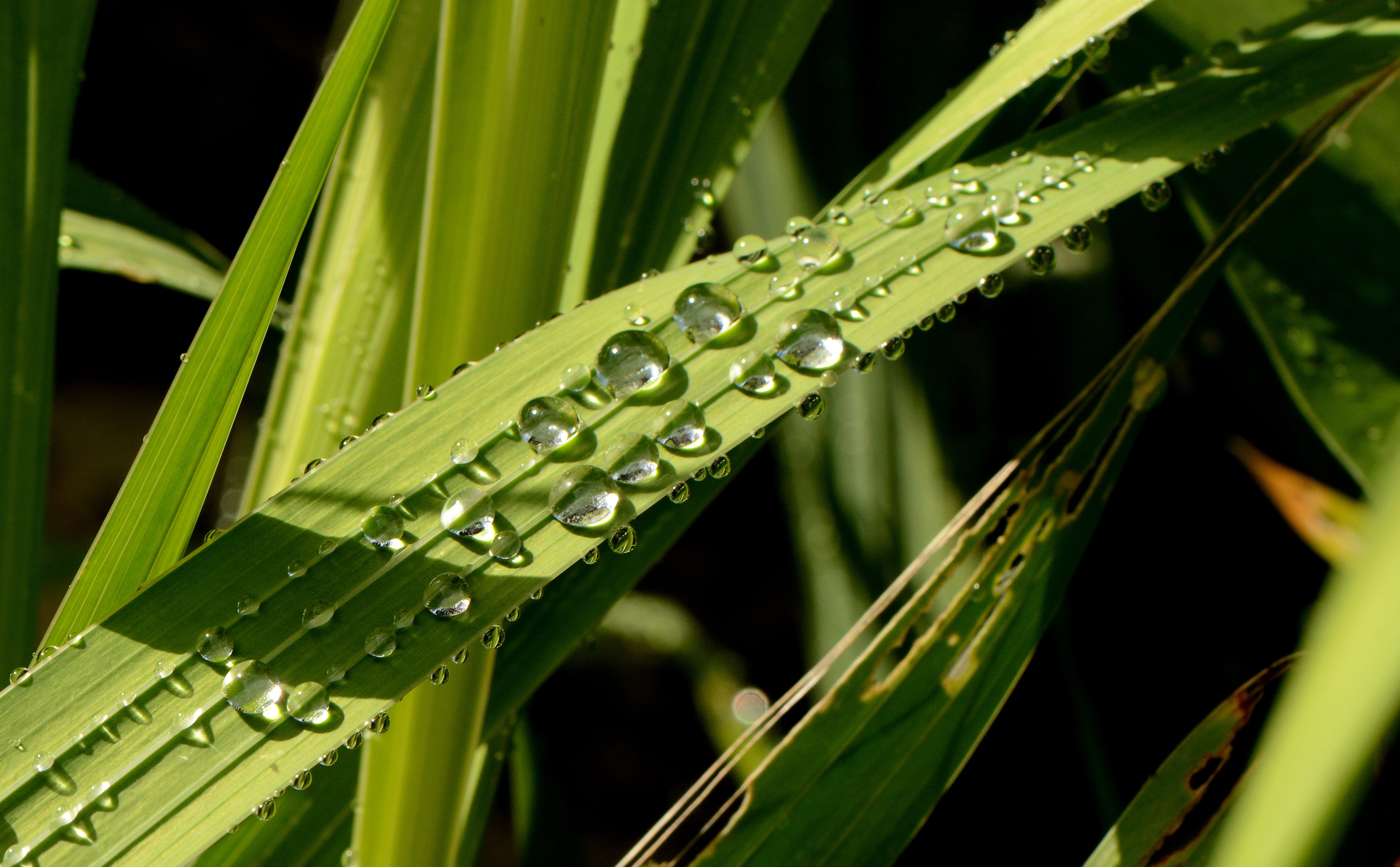 France, sunlight, dew, rain, Nikon D7100, f/2.8, diamond  jewel, Loire Valley, green leaf, 105mm, summer, growth, sun, plant, macro, waterdrop, grass, water droplet, HD Wallpaper