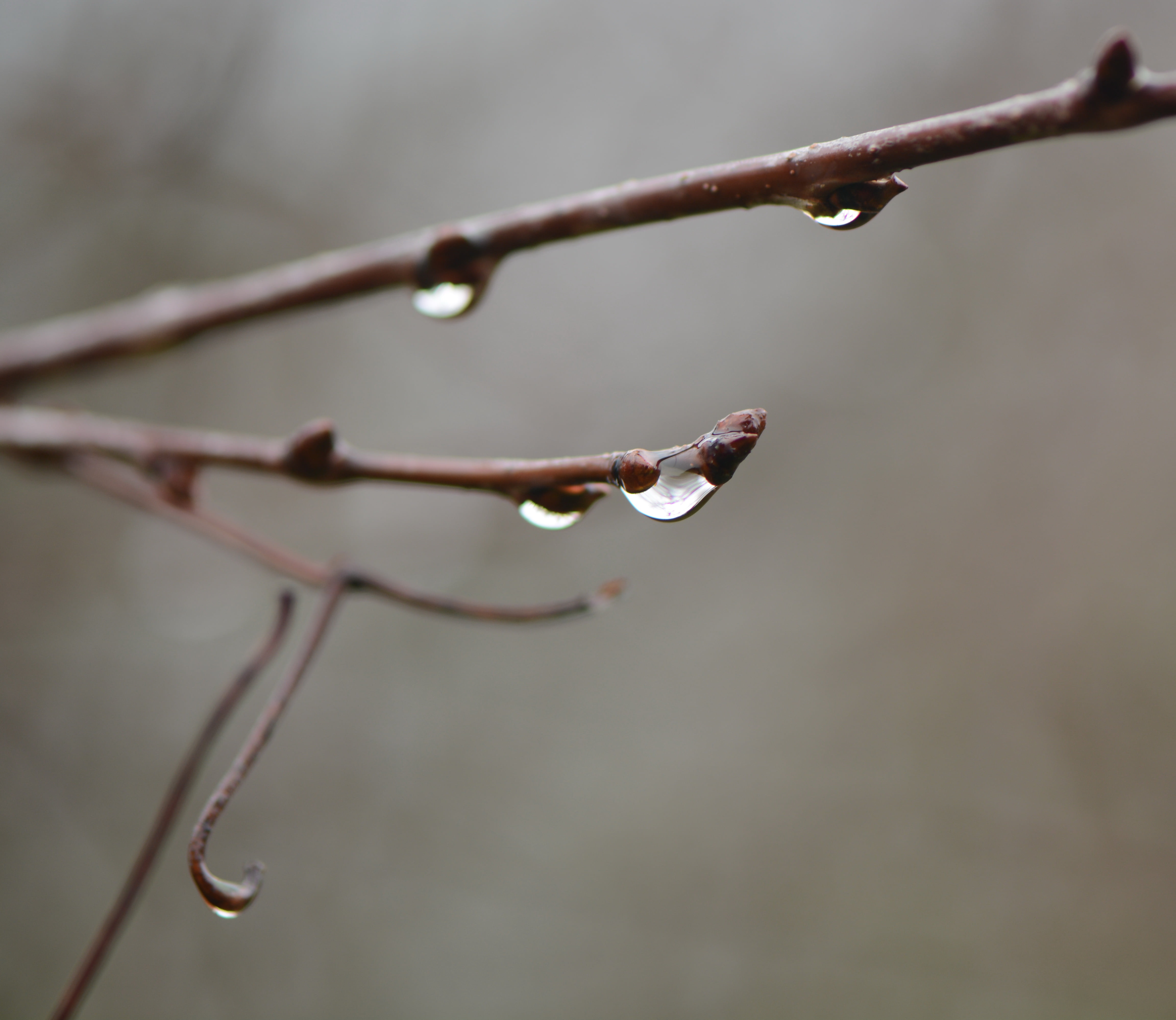 raindrop, leaf, winter, branch, droplet, garden, Nikon D7100, En avant, macro, country, close-up, nature, waterdrop, europe, tree, 4K, grey, brown, drop, HD Wallpaper