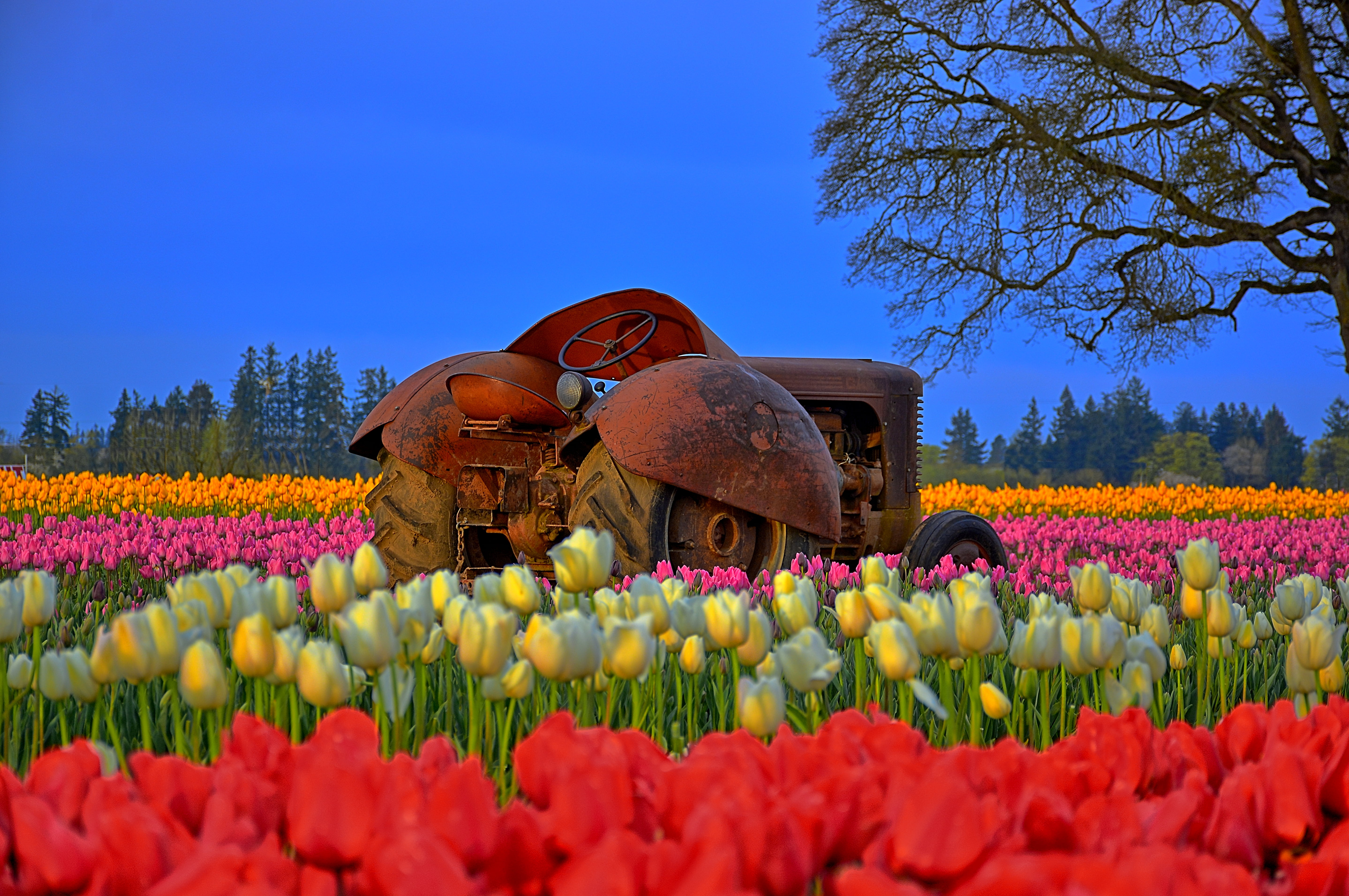 Nikkor, rural Scene, White, Pink, Color  Red, Oregon, Flower, Woodburn, Kirt, Farms, brown, Tractor, farming, Landscape, agriculture, MILF, flowers, Tulip Festival, HD Wallpaper