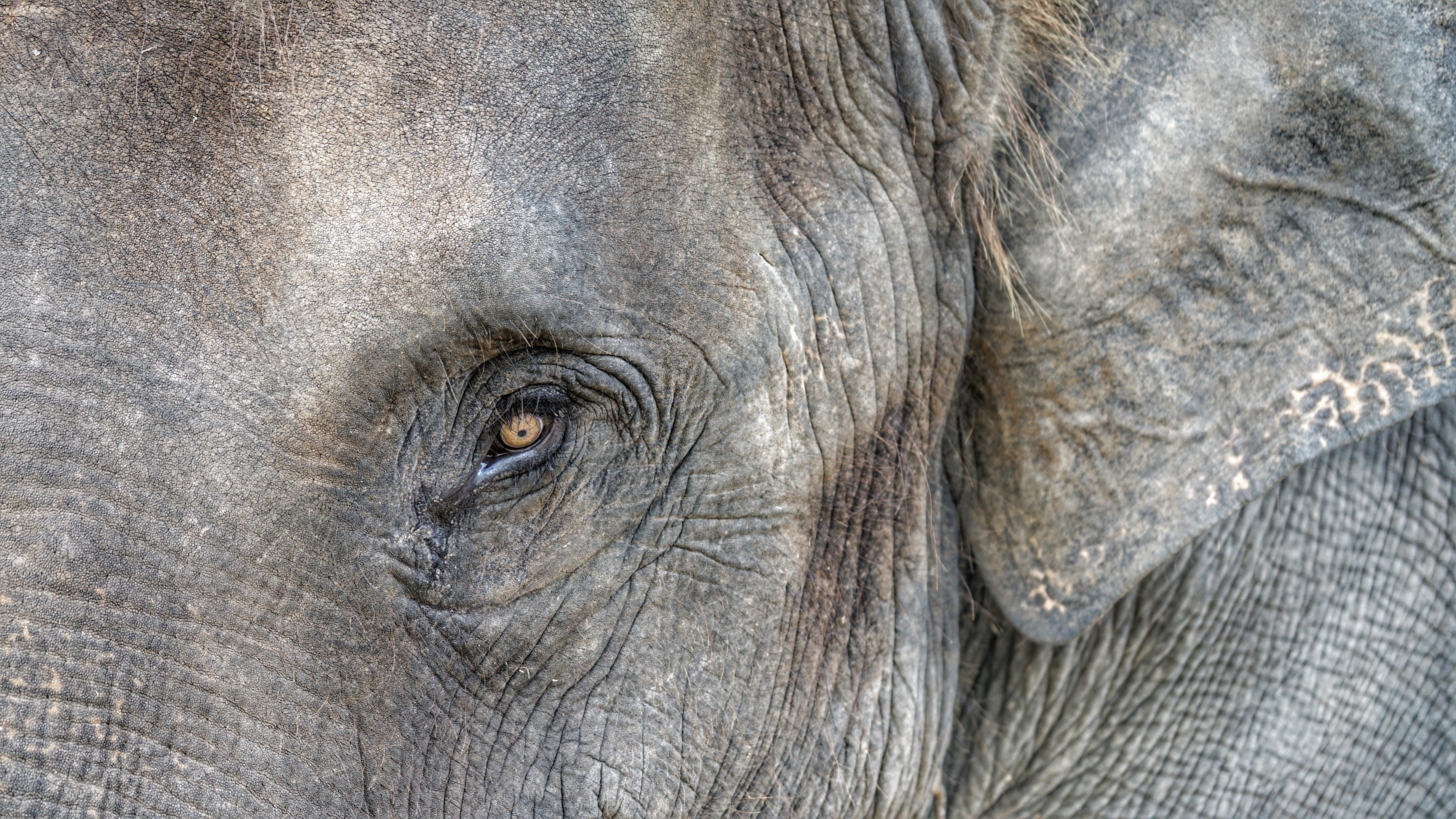 no people, never, gray, forgets, eye, 5K, animal wildlife, animal eye, one animal, animal, closeup, elephant, close-up, full frame, animal body part, asian elephant, HD Wallpaper