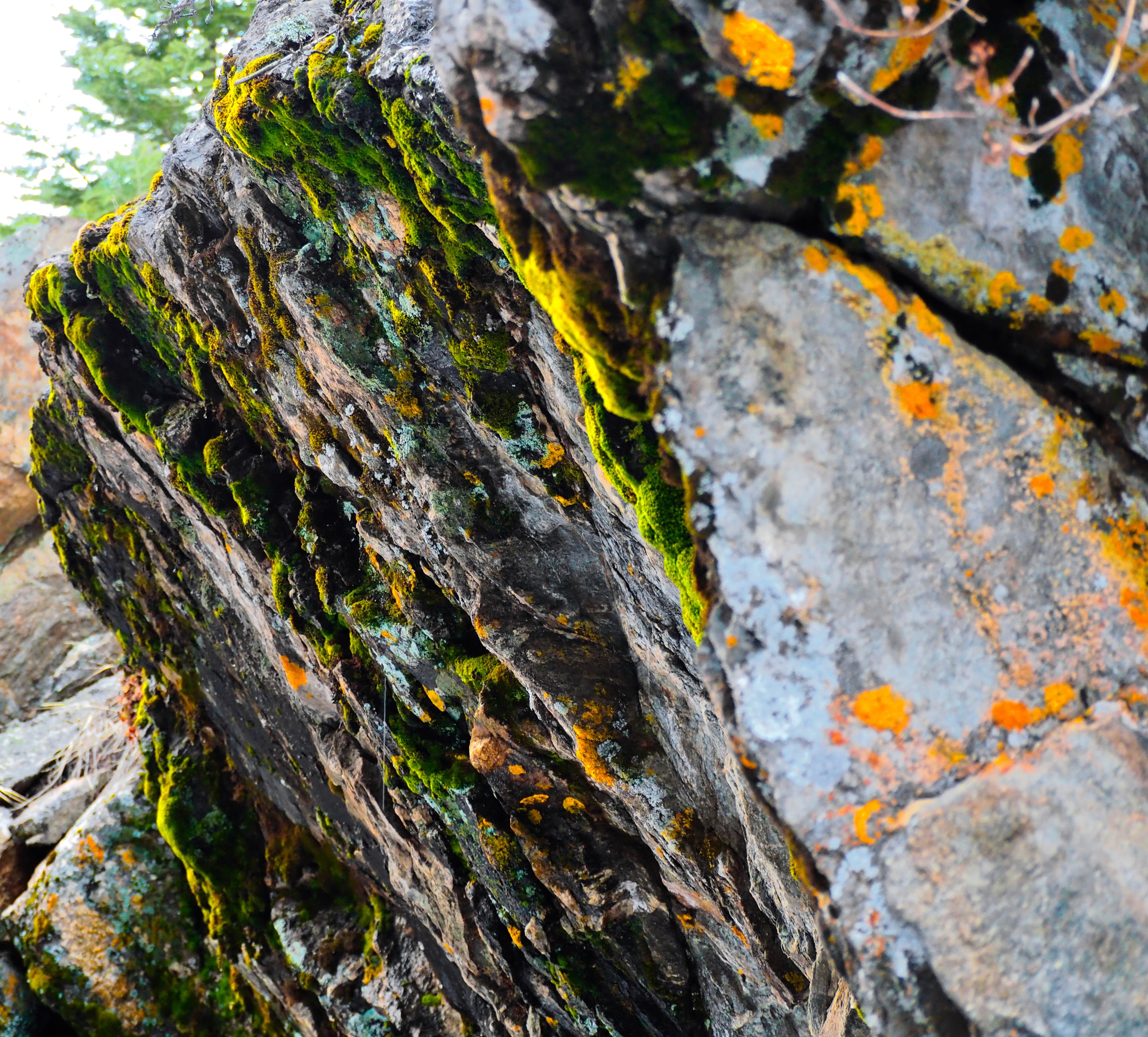 forget, close-up, outdoors, colorful, no people, lichen, ever wild, my, rock - object, orange, tree trunk, trunk, rock, selective focus, green, weathered, HD Wallpaper