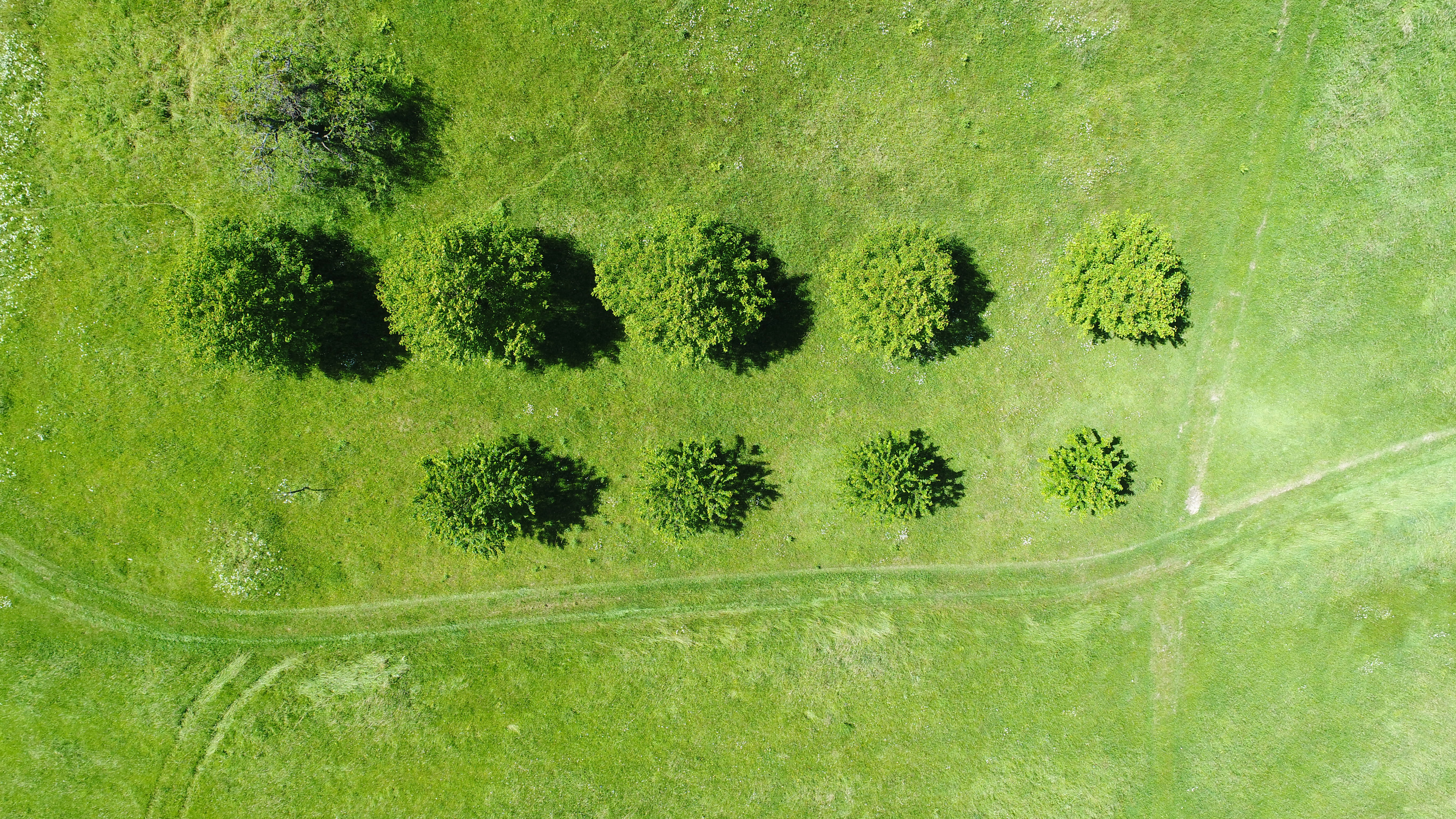 land, photography, science, 5K, beauty in nature, top, field, grass, grassy, track, nature, growth, aerial, shadow, landscape, no people, meadows, biology, HD Wallpaper