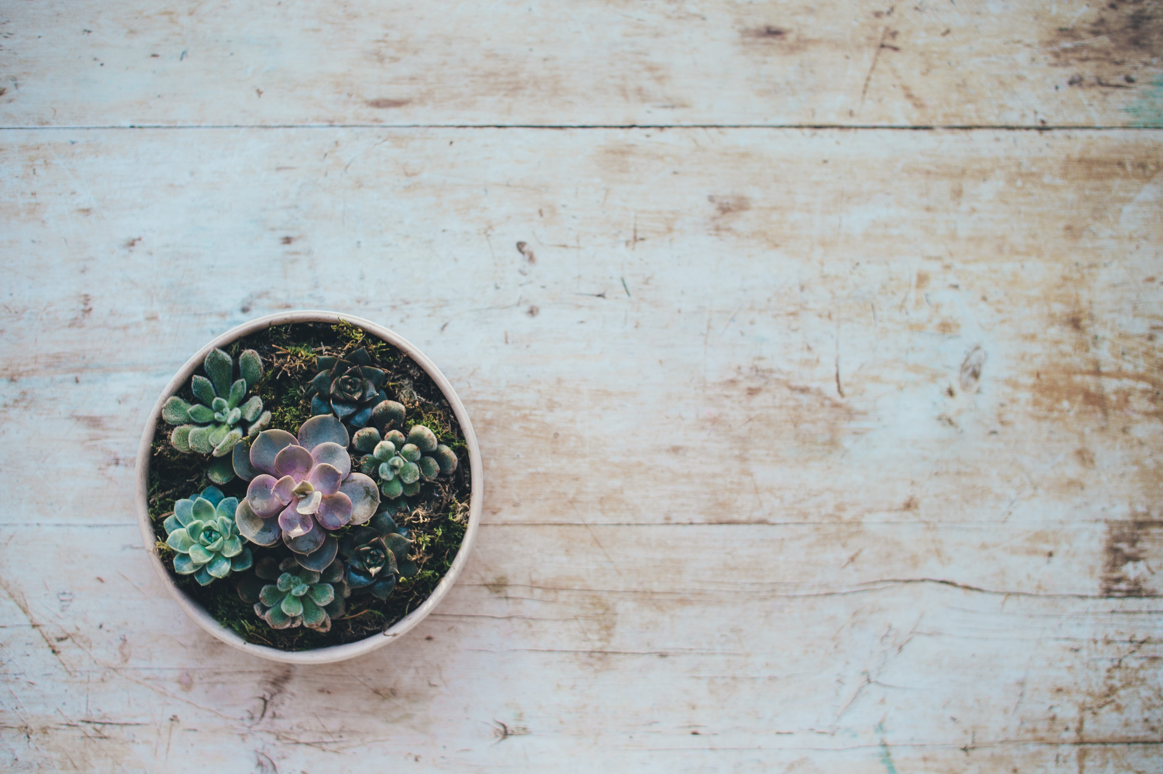 nature, wooden, circle, indoors, succulent plant, directly above, surface, shape, table, brown, no people, high angle view, growth, wood - Material, day, HD Wallpaper