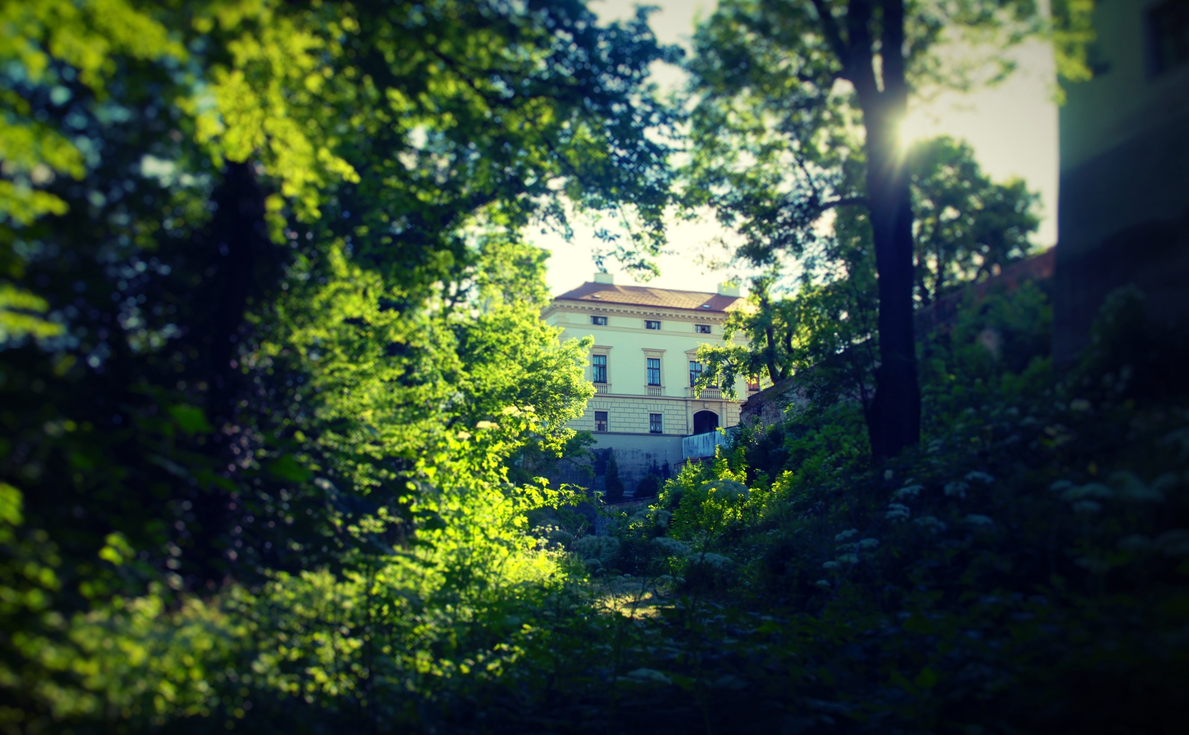 lush foliage, building exterior, plant, land, forget, house, Sunlight, residential district, architecture, no people, green color, Trees, growth, tree, HD Wallpaper