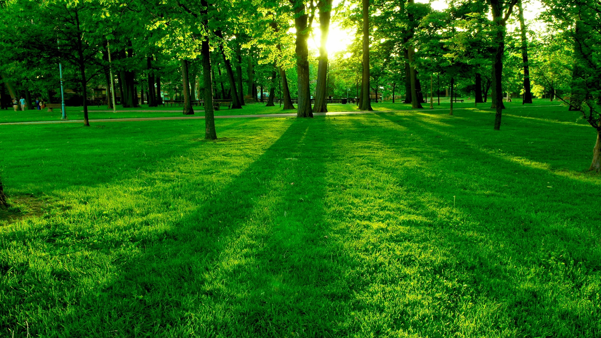 light - Natural Phenomenon, scenics, beauty In Nature, outdoors, season, growth, land, forest, backgrounds, 1080P, tranquil Scene, bright, vibrant Color, HD Wallpaper