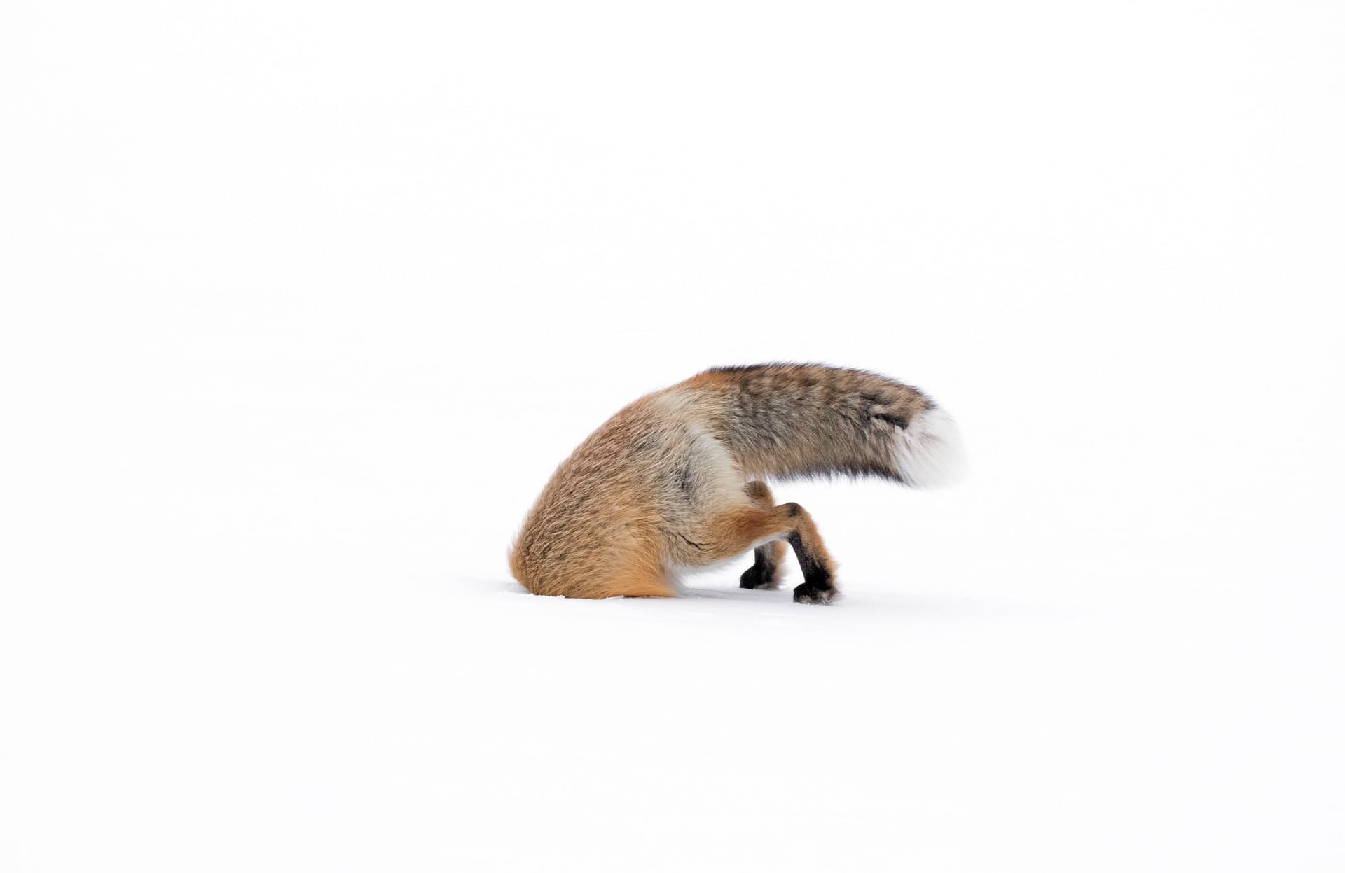 snow, stuck, Fox, 1080P, HD Wallpaper
