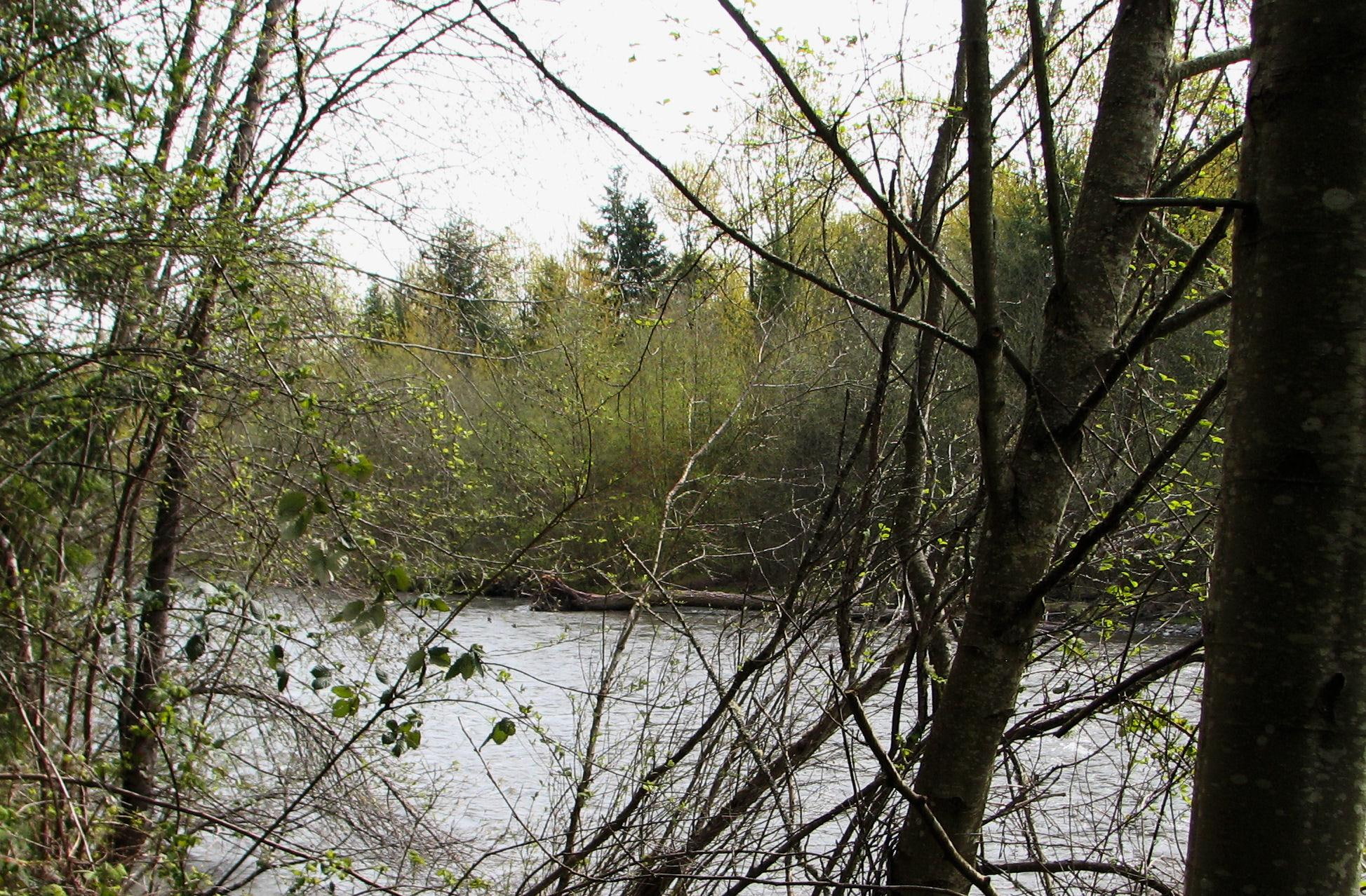 3d and abstract, springtime, 1080P, silhouettes, calm, stuck, river, HD Wallpaper