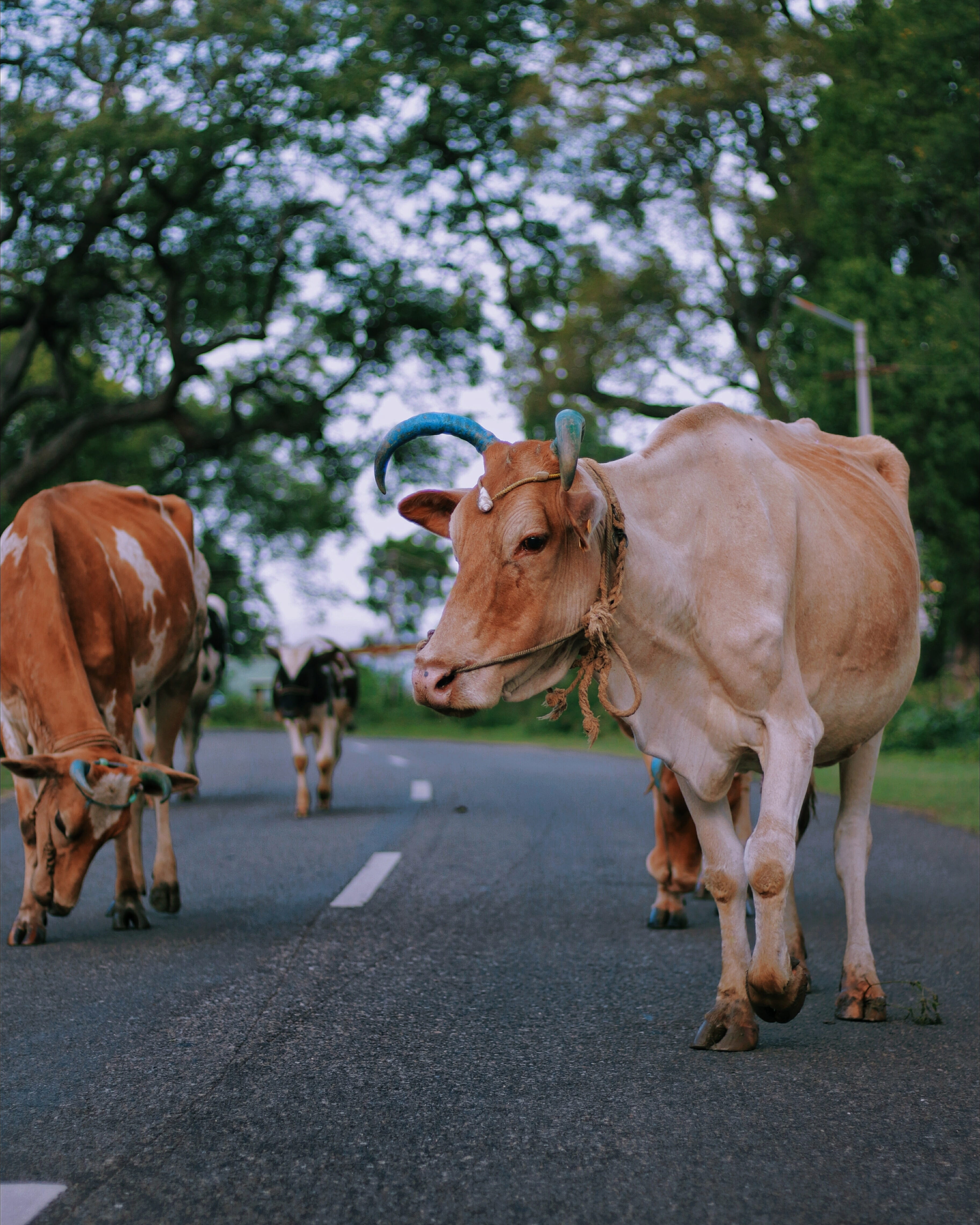 life, visualambassodor, outdoors, indian, brown, domestic animals, pose, group of animals, animal, traditional, domestic, three, holy, mammal, cattle, cow, Phone HD Wallpaper