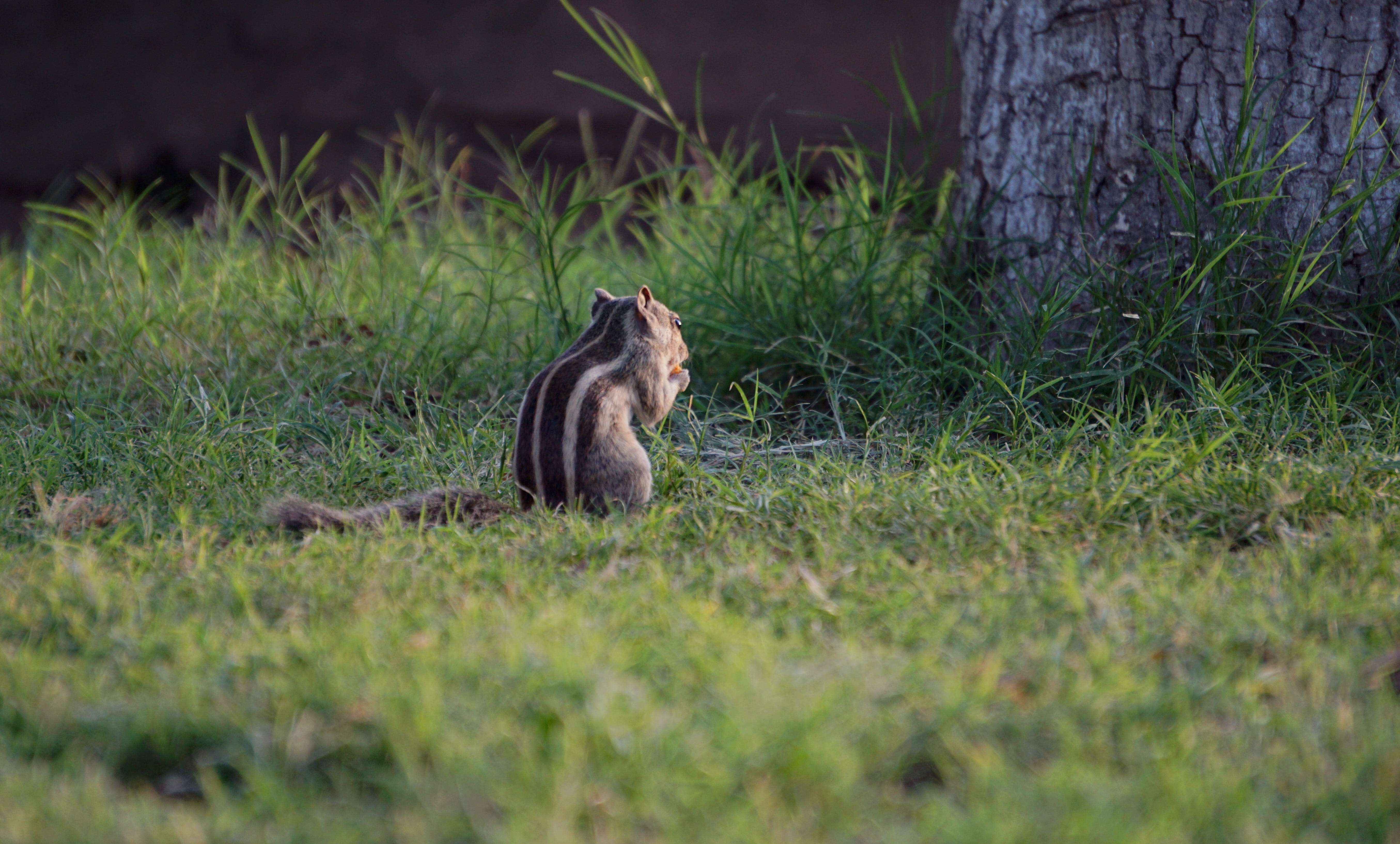 squirel, bharat, outdoors, animal themes, rodent, plant, grass, banswara, mammal, tree, animal wildlife, 5K, no people, animal, wildlife, green color, HD Wallpaper