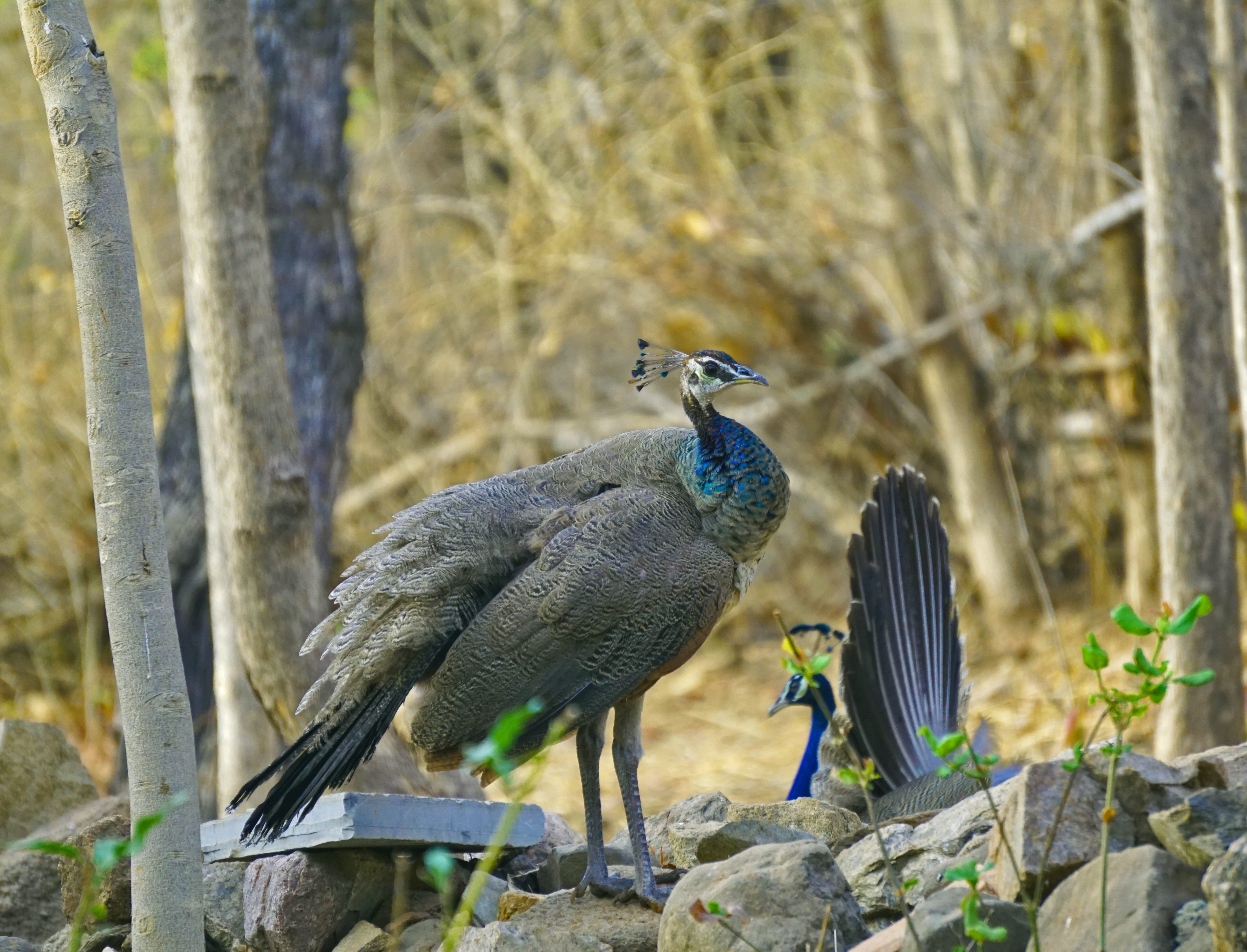 bharat, 5K, birds, head, solid, animal themes, bird, rock, animal wildlife, banswara, perching, wildlife, day, animals in the wild, animal, rock - object, HD Wallpaper