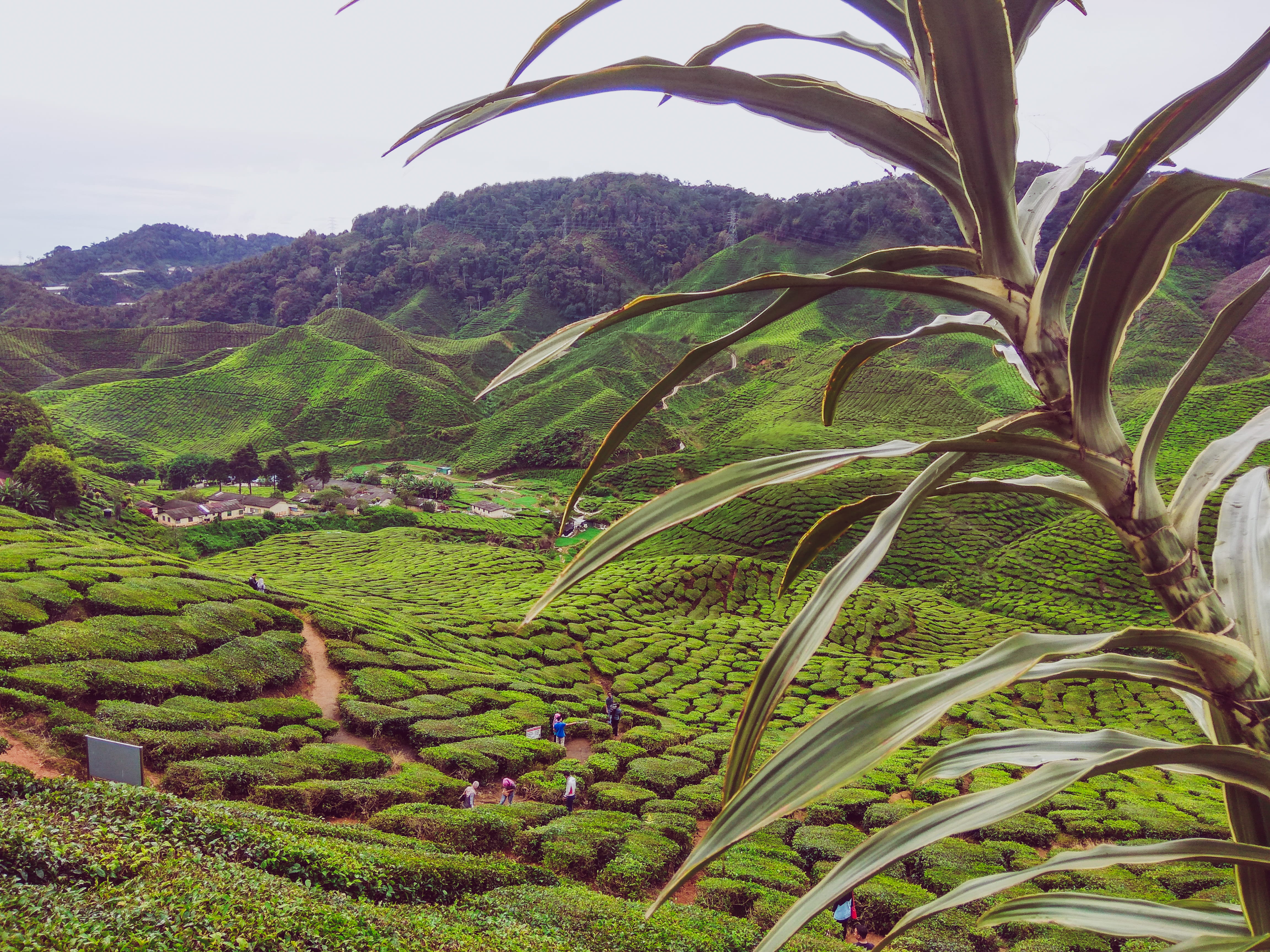 view, tea, farm, plantation, tranquility, scenics - nature, no people, amazing, plant, tranquil scene, rural scene, outdoors, growth, land, nature, bharat tea plantations, HD Wallpaper