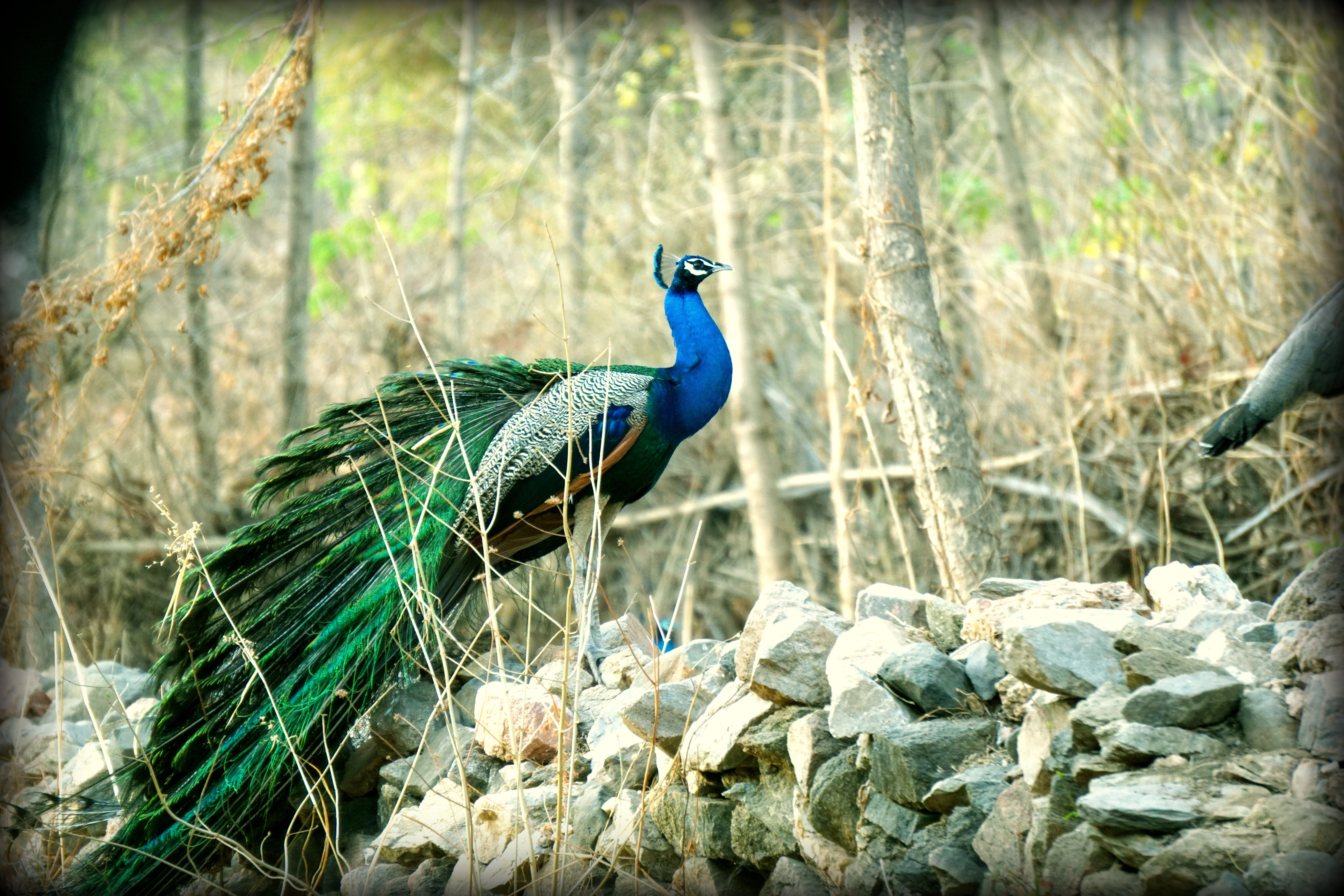 beauty in nature, focus on foreground, one animal, rock, land, nature, wildlife, blue, animal wildlife, solid, bird, indian, color, 5K, vertebrate, day, HD Wallpaper