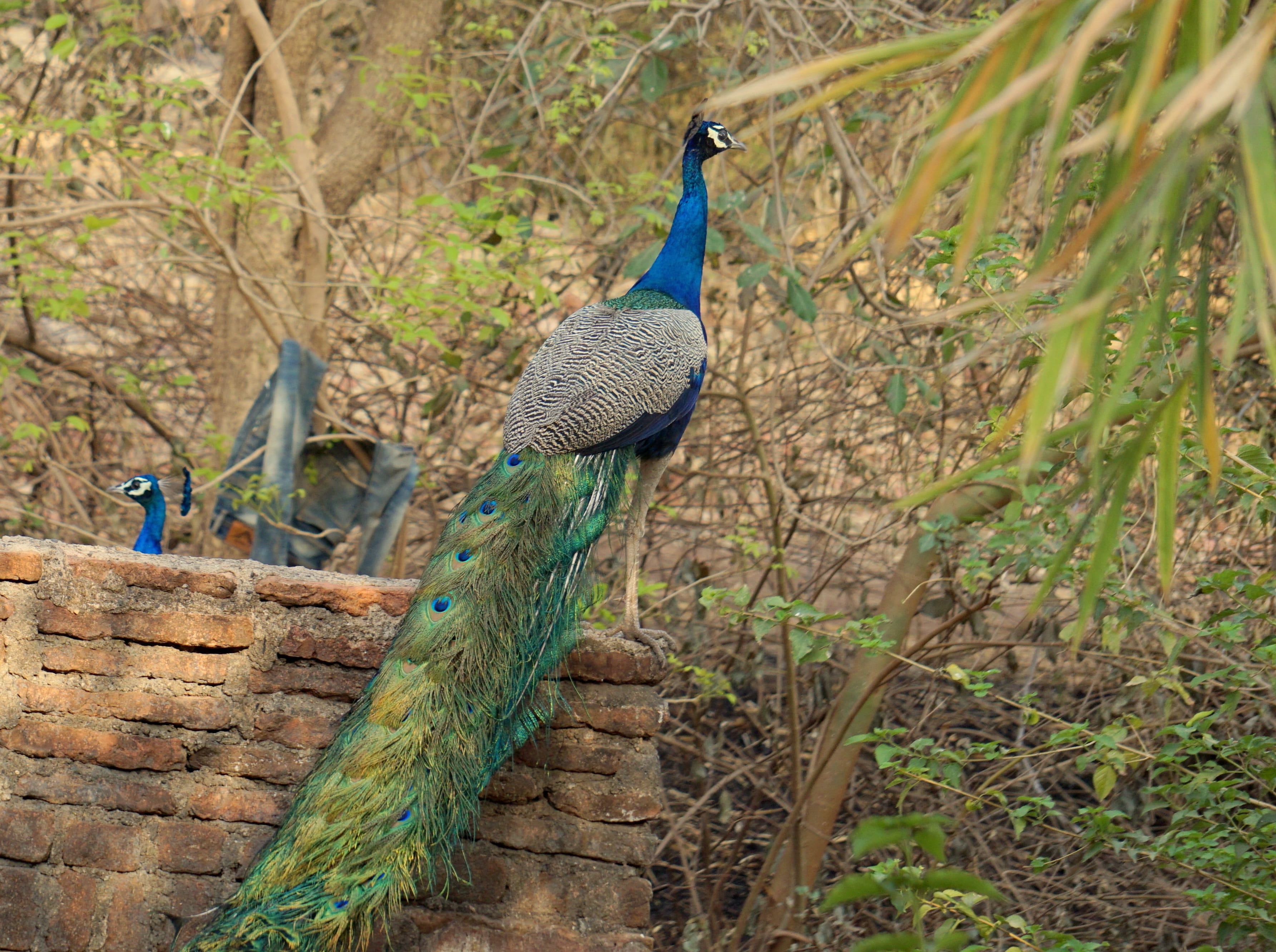 kansara, focus on foreground, beauty in nature, tree, animal, one animal, nature, 2K, bird, no people, green color, animal wildlife, outdoors, banswara, HD Wallpaper