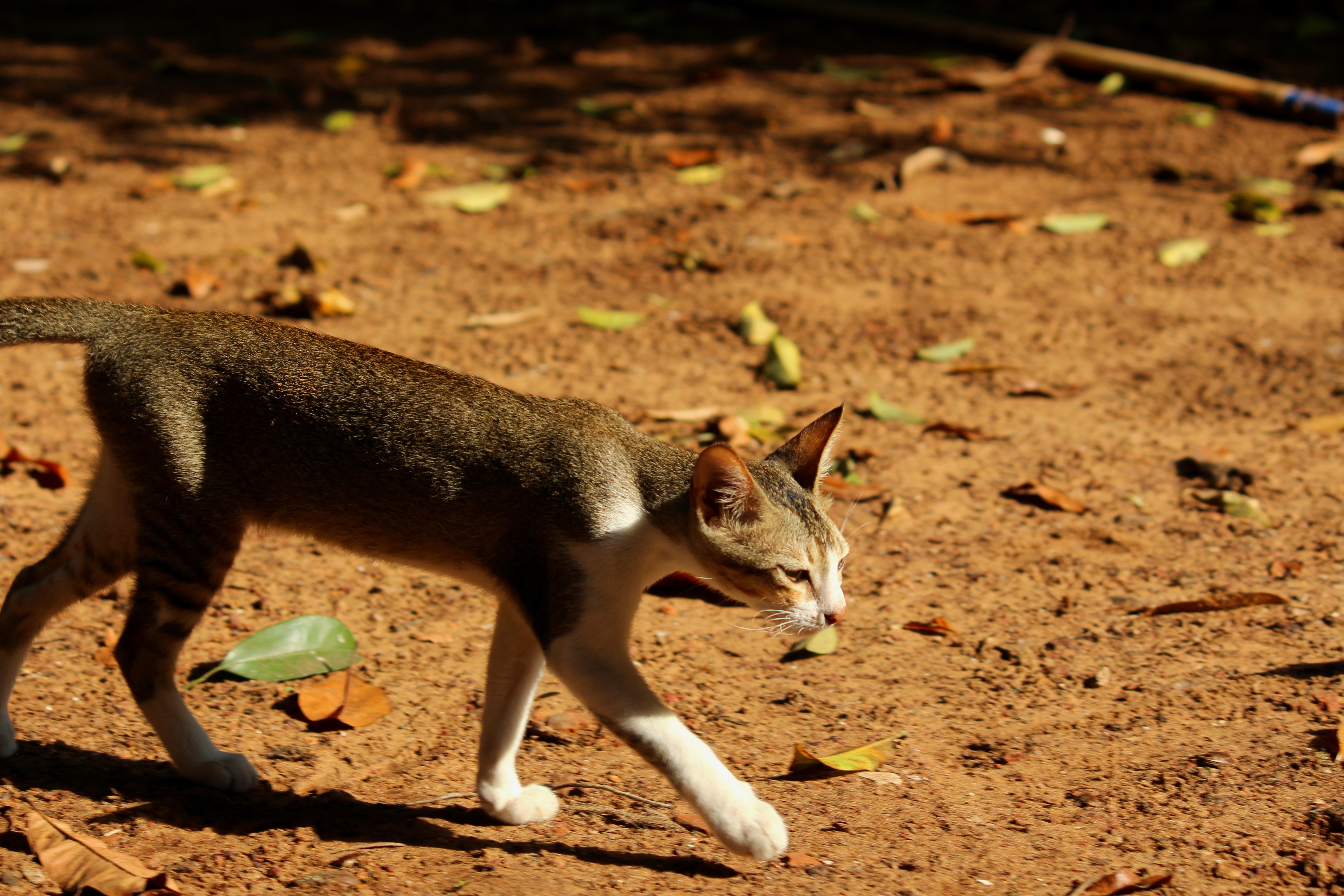 vertebrate, cat, nature, bharat, monsoon, random, sunlight, animal, day, eating, animals in the wild, fawn, india, travel, animal family, one animal, animal themes, HD Wallpaper