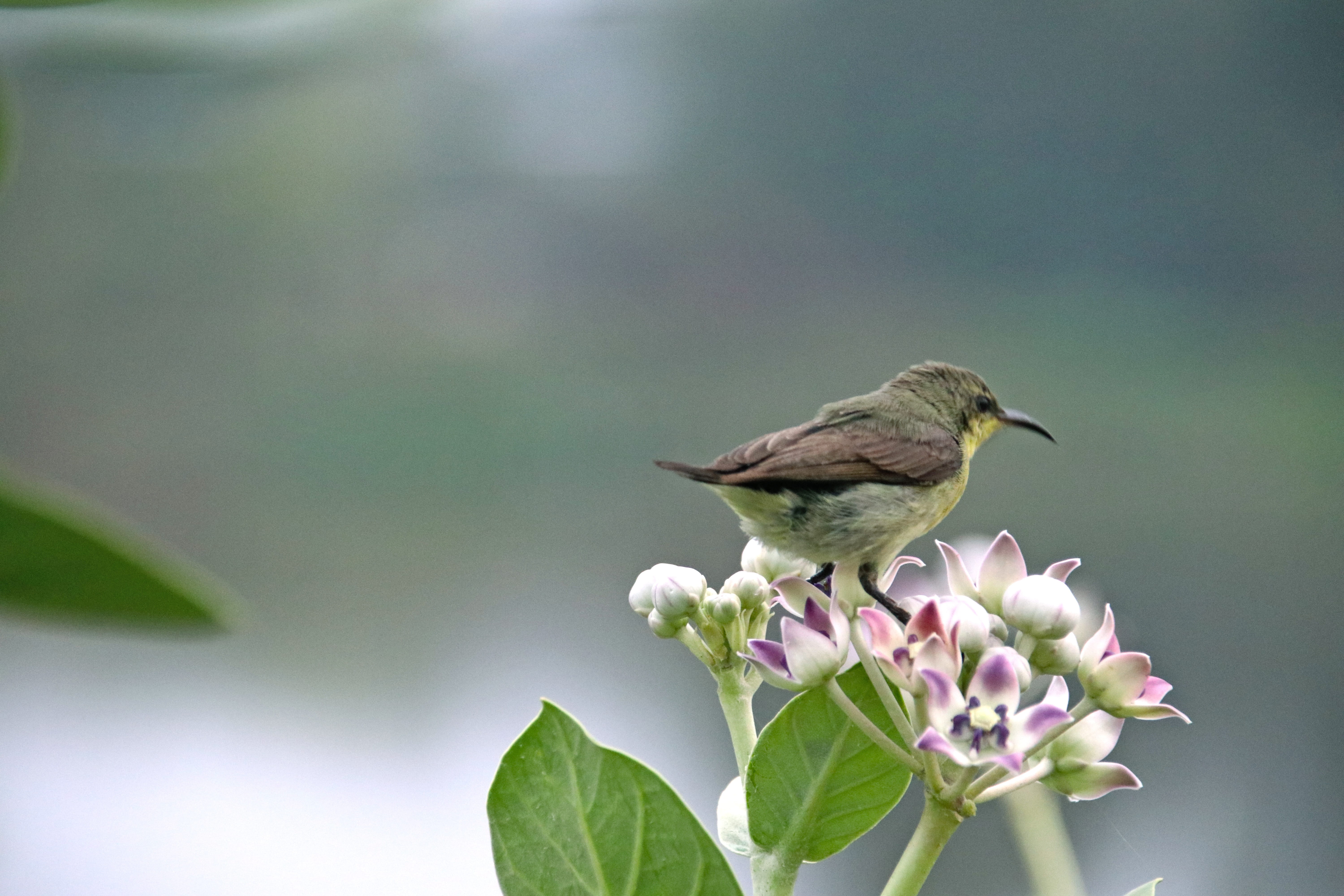 plant part, outdoors, animal wildlife, perching, banswara, 5K, focus on foreground, bird, animal, animals in the wild, vertebrate, animal themes, leaf, HD Wallpaper