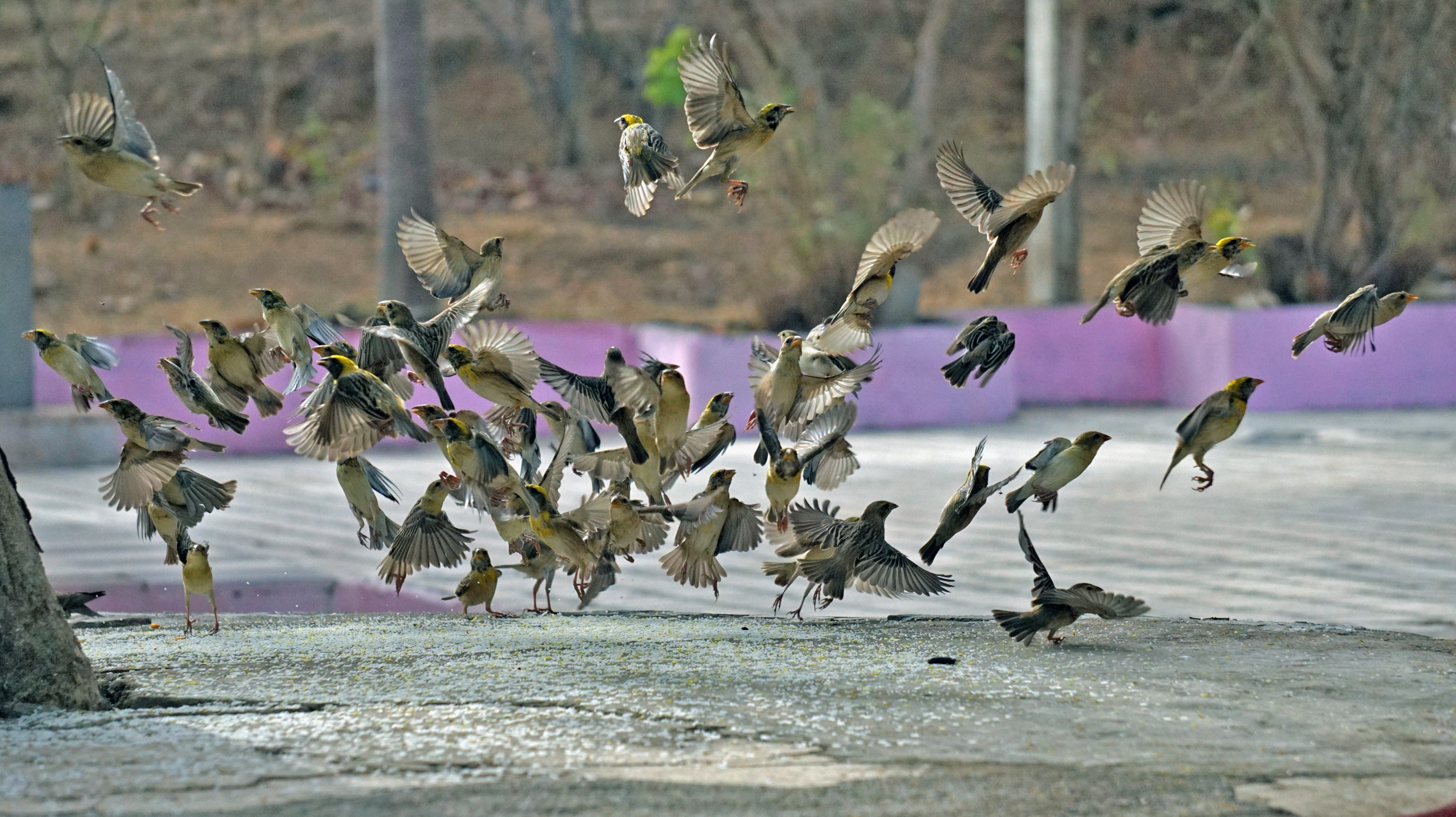 mid-air, animals in the wild, animal wildlife, vertebrate, large group of animals, flock of birds, beauty in nature, outdoors, forest, wildlife, banswara, HD Wallpaper