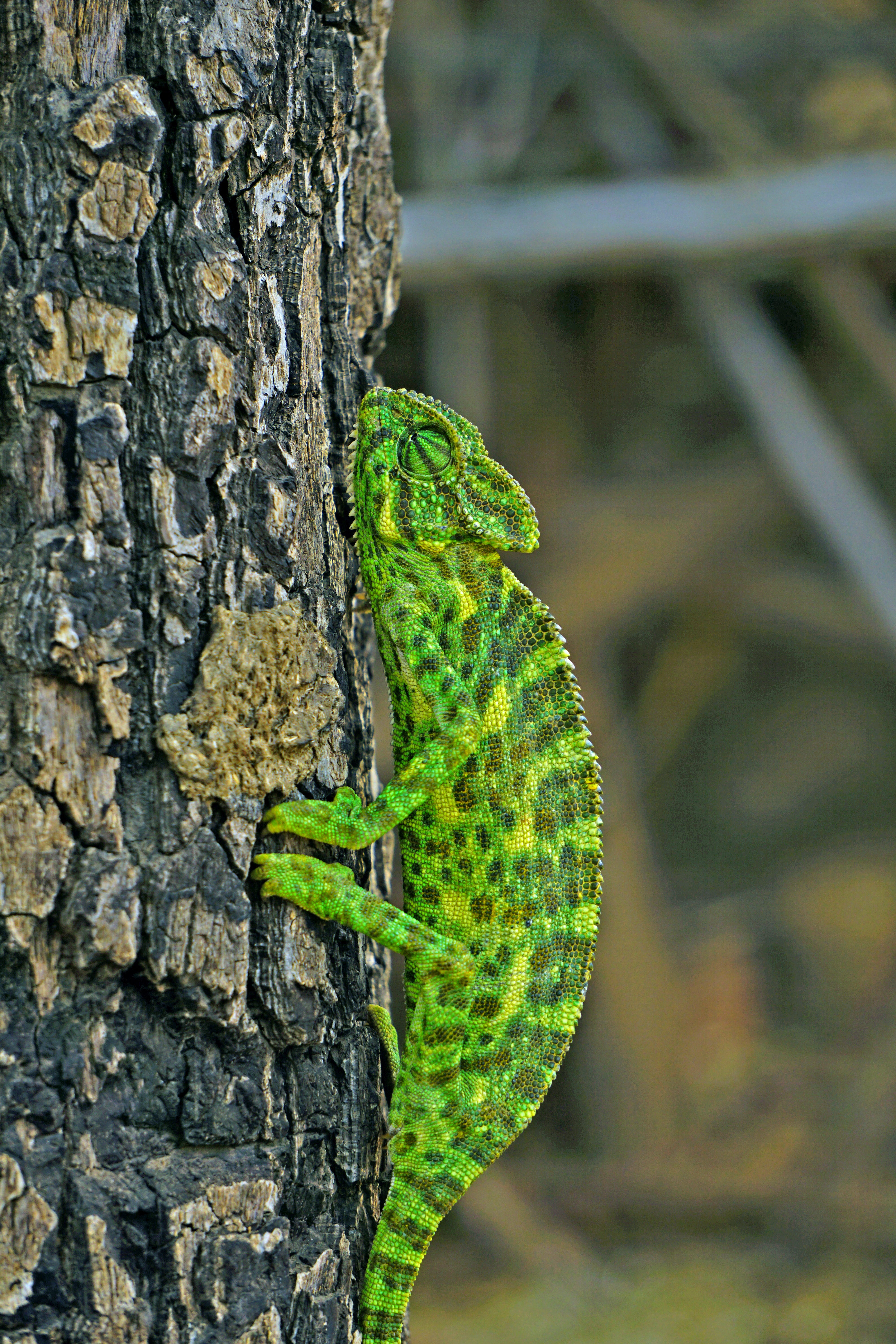 bharat, tree trunk, 5K, close-up, trunk, animal themes, vertebrate, plant, outdoors, no people, chameleon, lizard, reptile, bansara, animal wildlife, focus on foreground, Phone HD Wallpaper