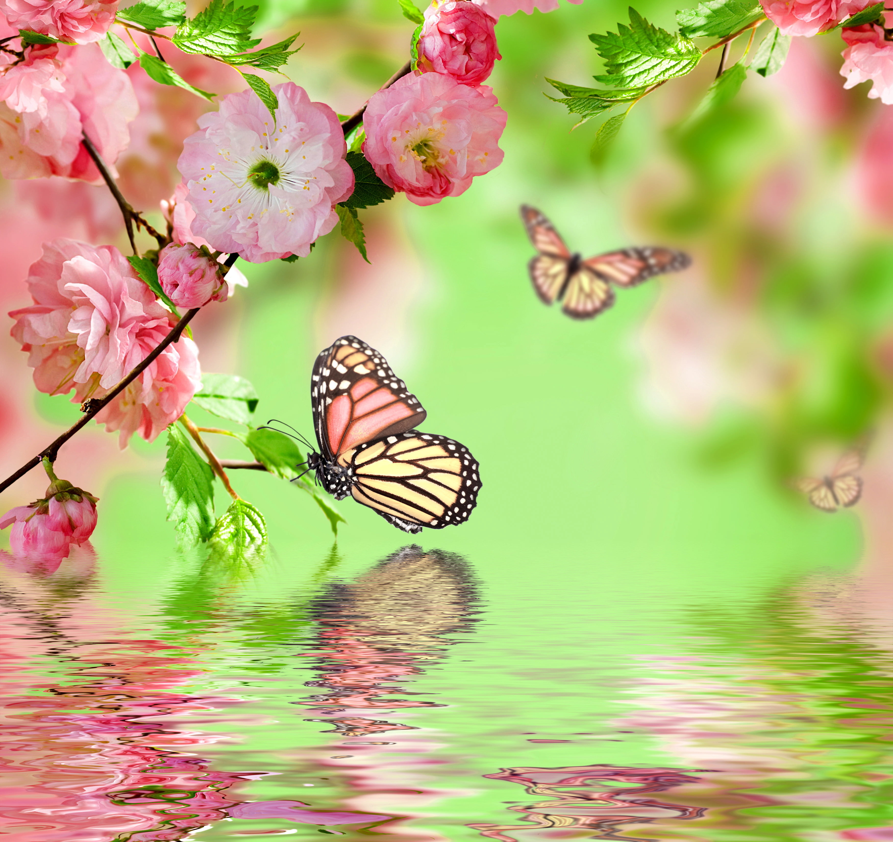 tree, springtime, wildlife, reflection, flowering, multi Colored, plant, plant part, flowers, black, animals in the wild, animal themes, butterfly - Insect, HD Wallpaper