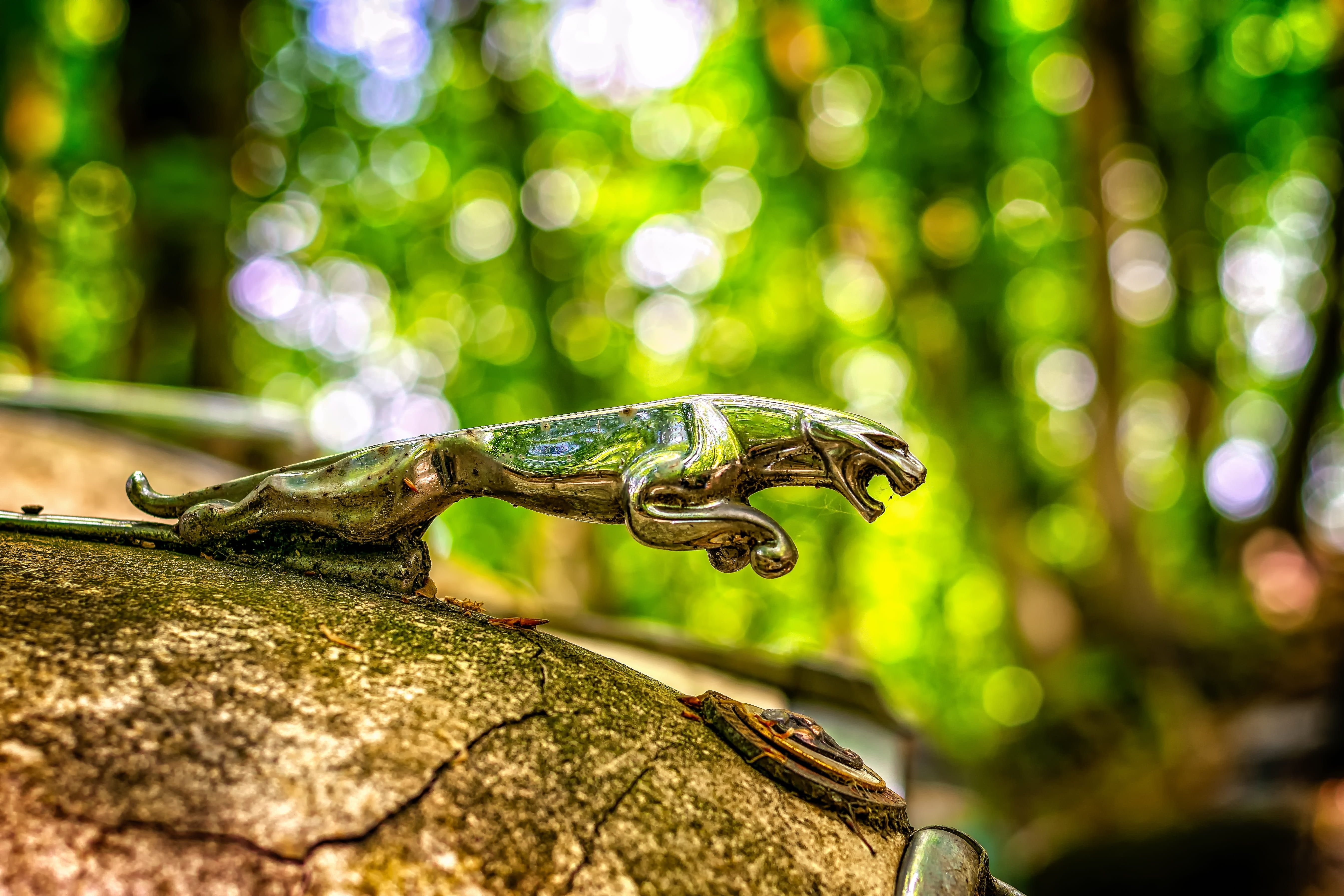 plant, animals in the wild, pkw, hood, nature, oldtimer, green color, one animal, photography, old car, animal body part, animal wildlife, ornament, 5K, HD Wallpaper