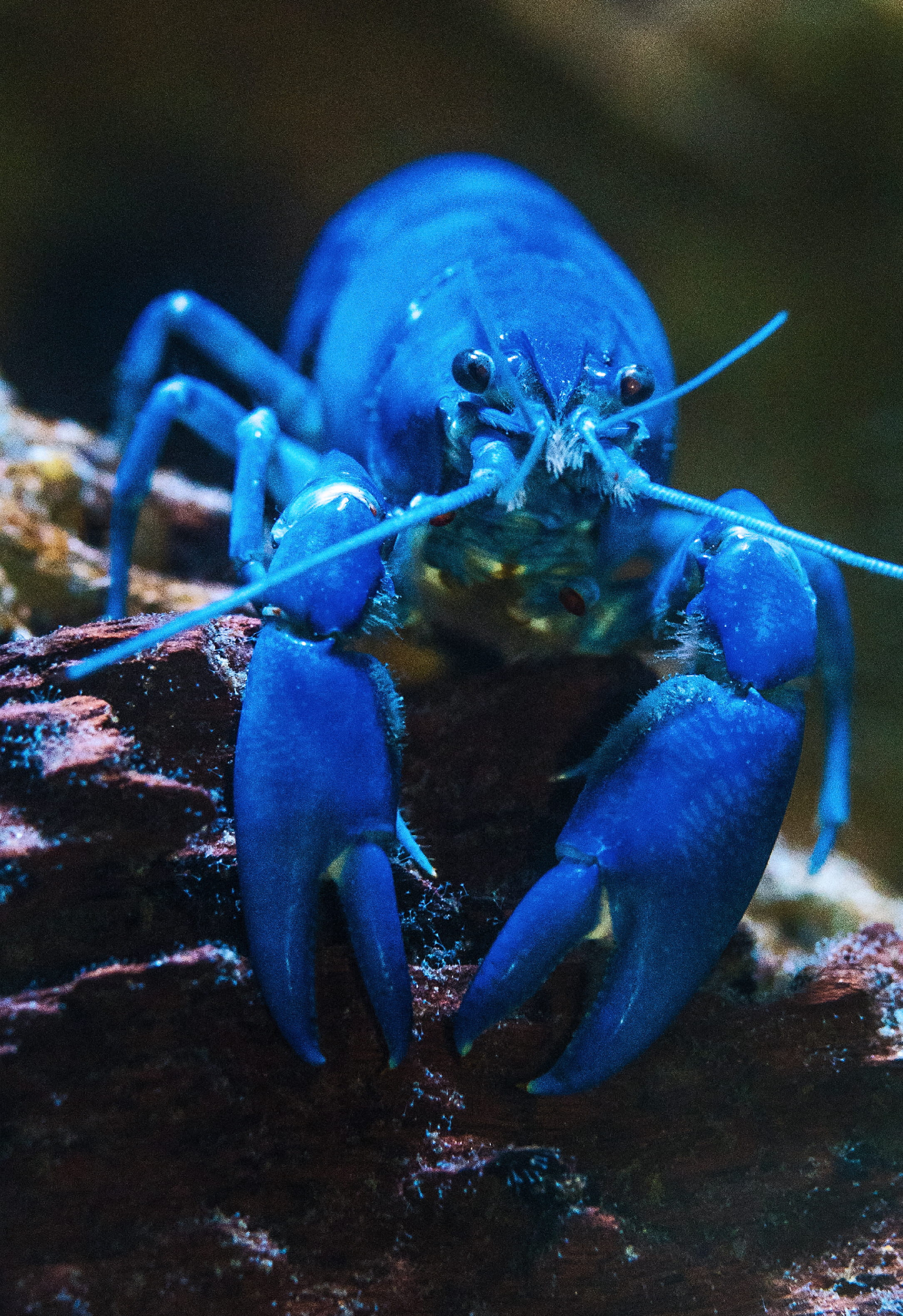 pincer, animal body part, blue, zoology, close-up, claws, marine, crab, insect, animal themes, no people, nature, focus on foreground, crustacean, outdoors, Phone HD Wallpaper