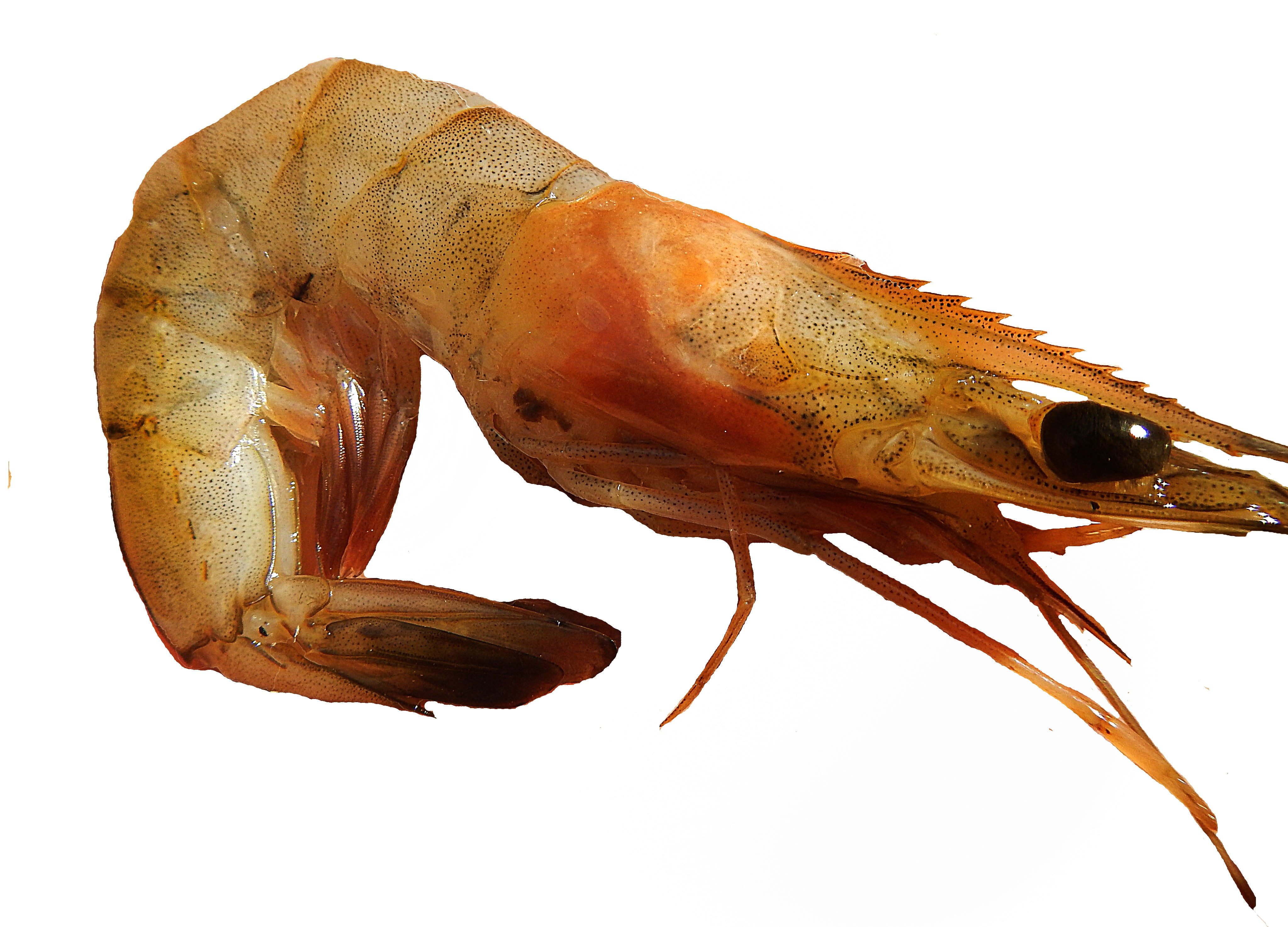 4K, animal themes, shrimp, indoors, brown, freshness, studio shot, no people, cut out, crustaceo, prawns, copy space, close-up, nature, animal wildlife, HD Wallpaper