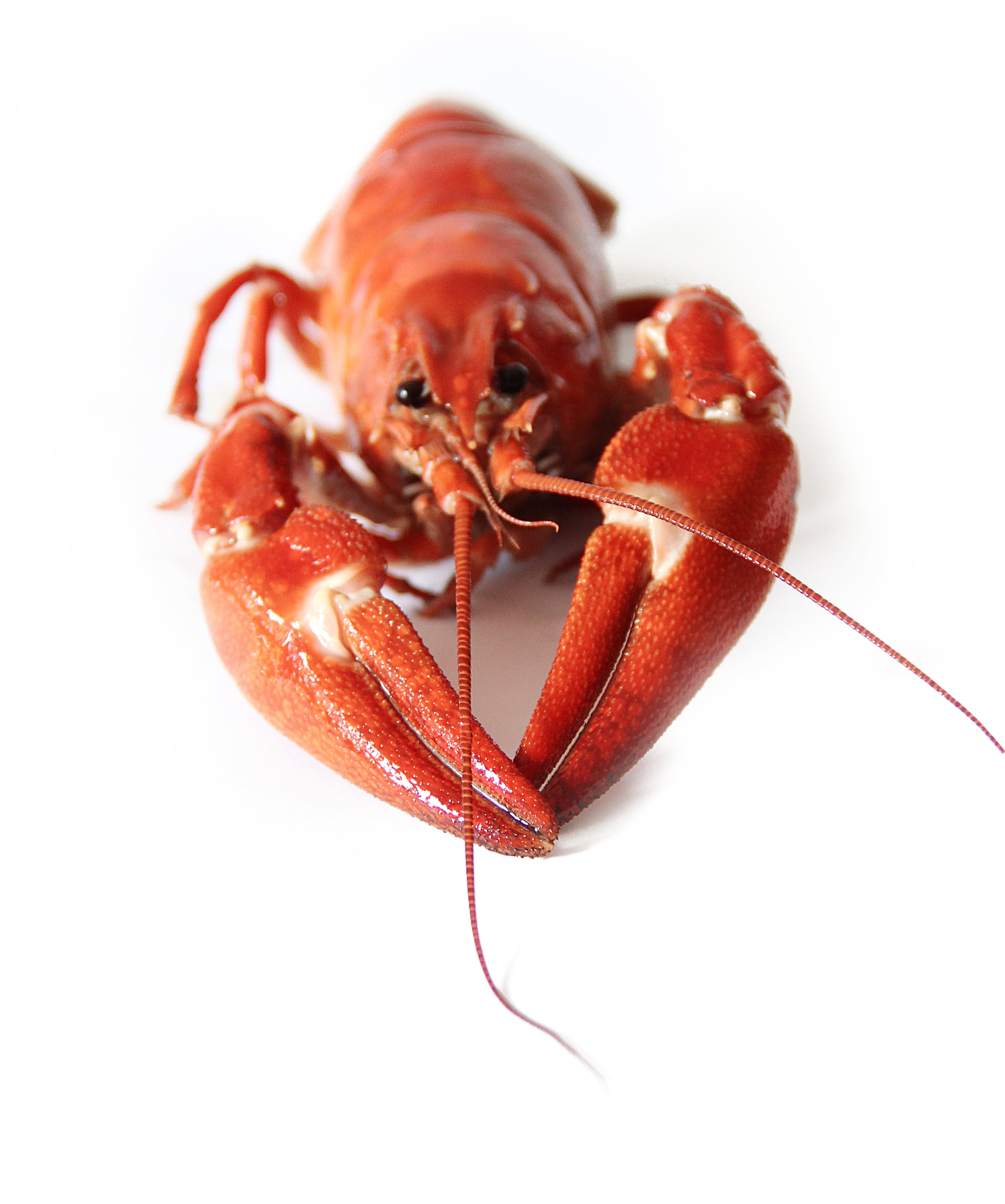 lobster, crayfish party, wellbeing, crustaceans, cooked, animal, gourmet, close-up, prepared Shellfish, food and drink, studio shot, freshness, sweden, Phone HD Wallpaper