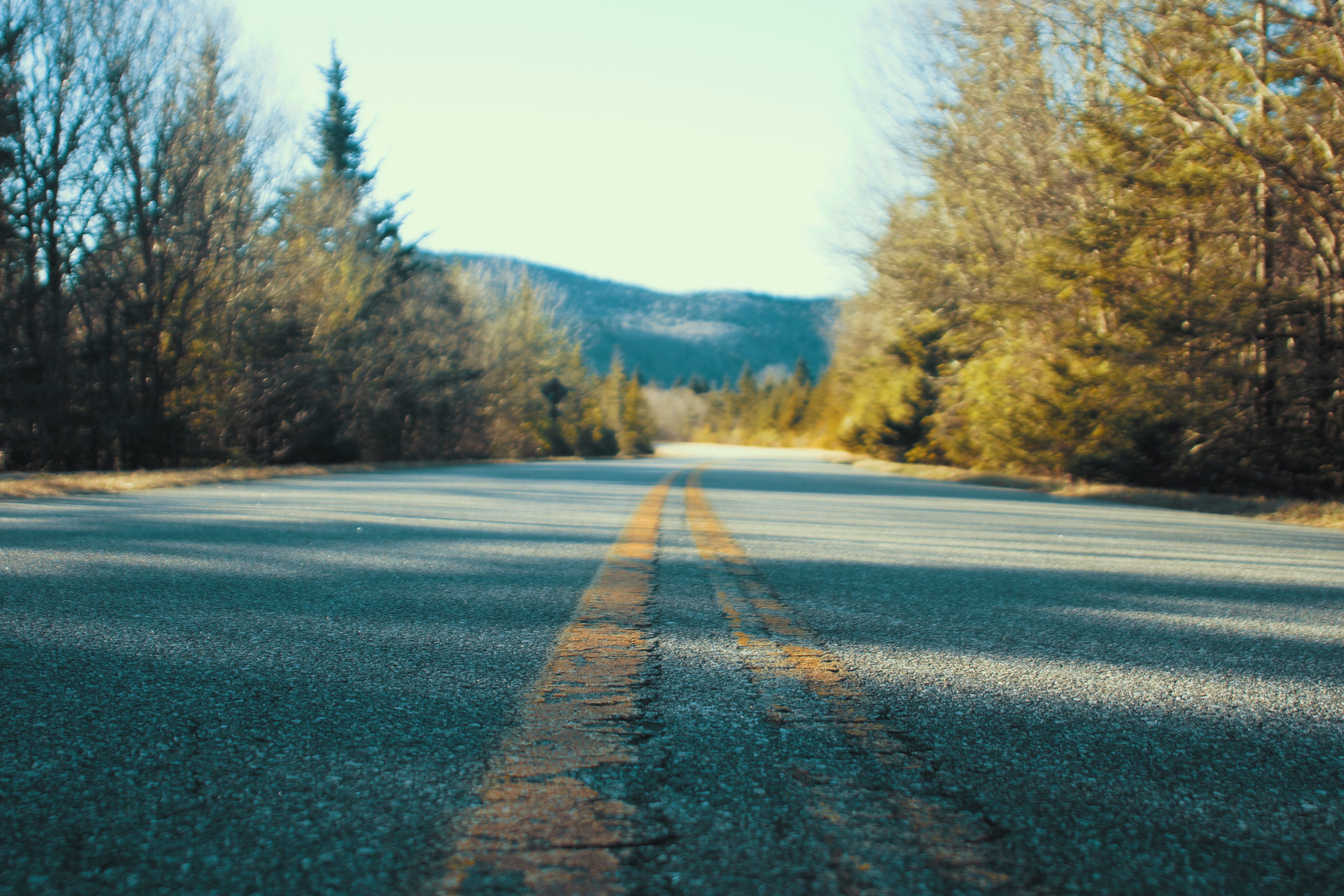 5K, transportation, united states, plant, trees, the way forward, symbol, national park, day, usa, roadtrip, sky, outdoors, empty road, forest, no people, HD Wallpaper