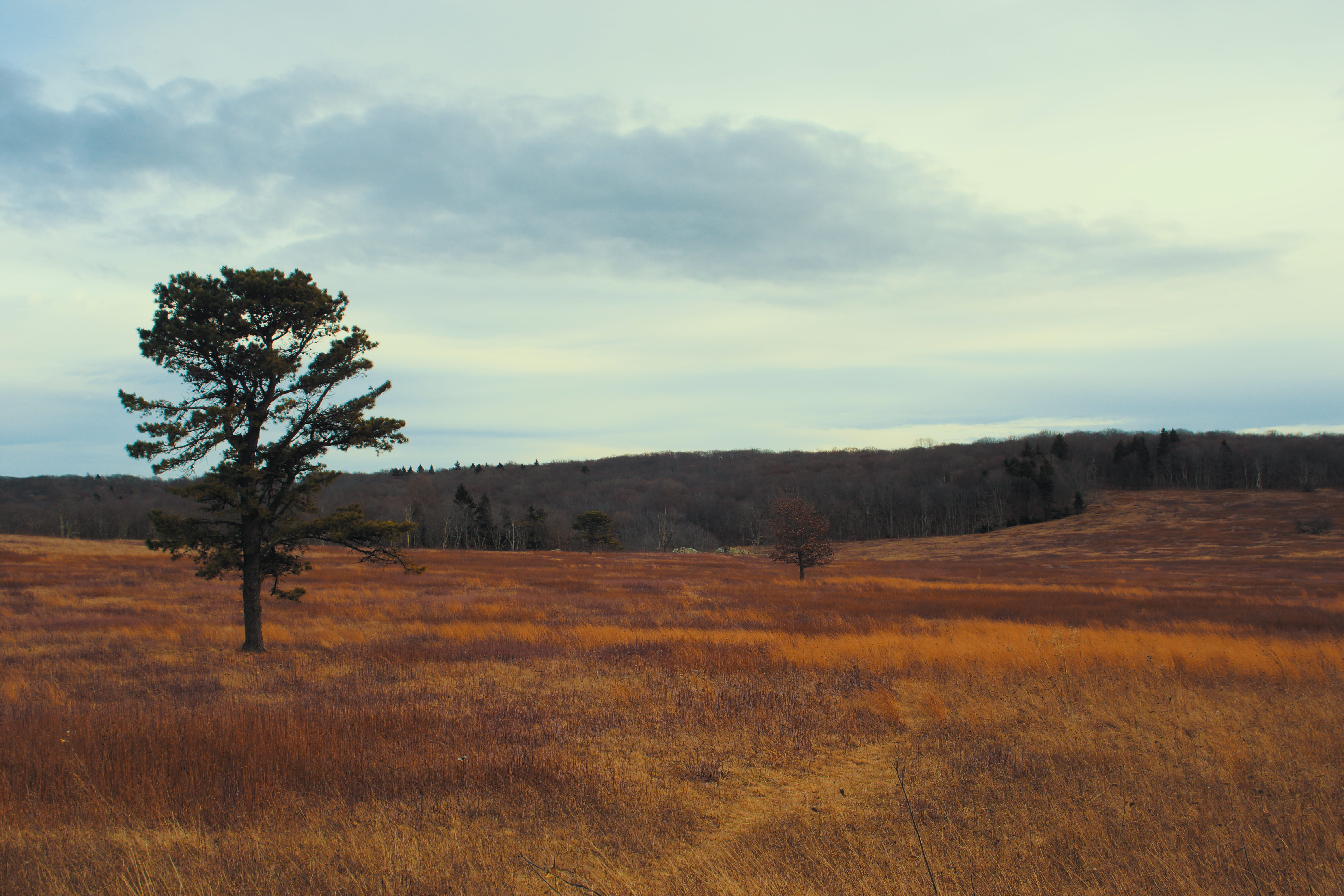 environment, forest, cloud - sky, eastcoast, grass, sky, plant, scenics - nature, remote, non-urban scene, no people, nature, usa, outdoors, land, beauty in nature, HD Wallpaper