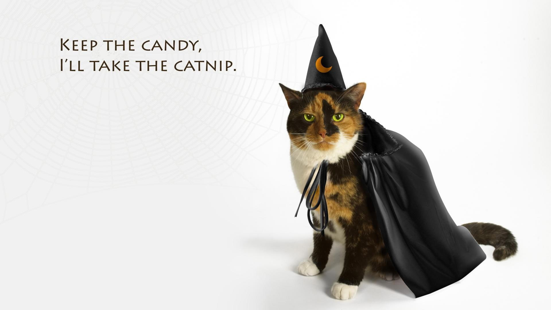 animals, costume, calico, cat, halloween, 1080P, dressed, wizard, cats, HD Wallpaper