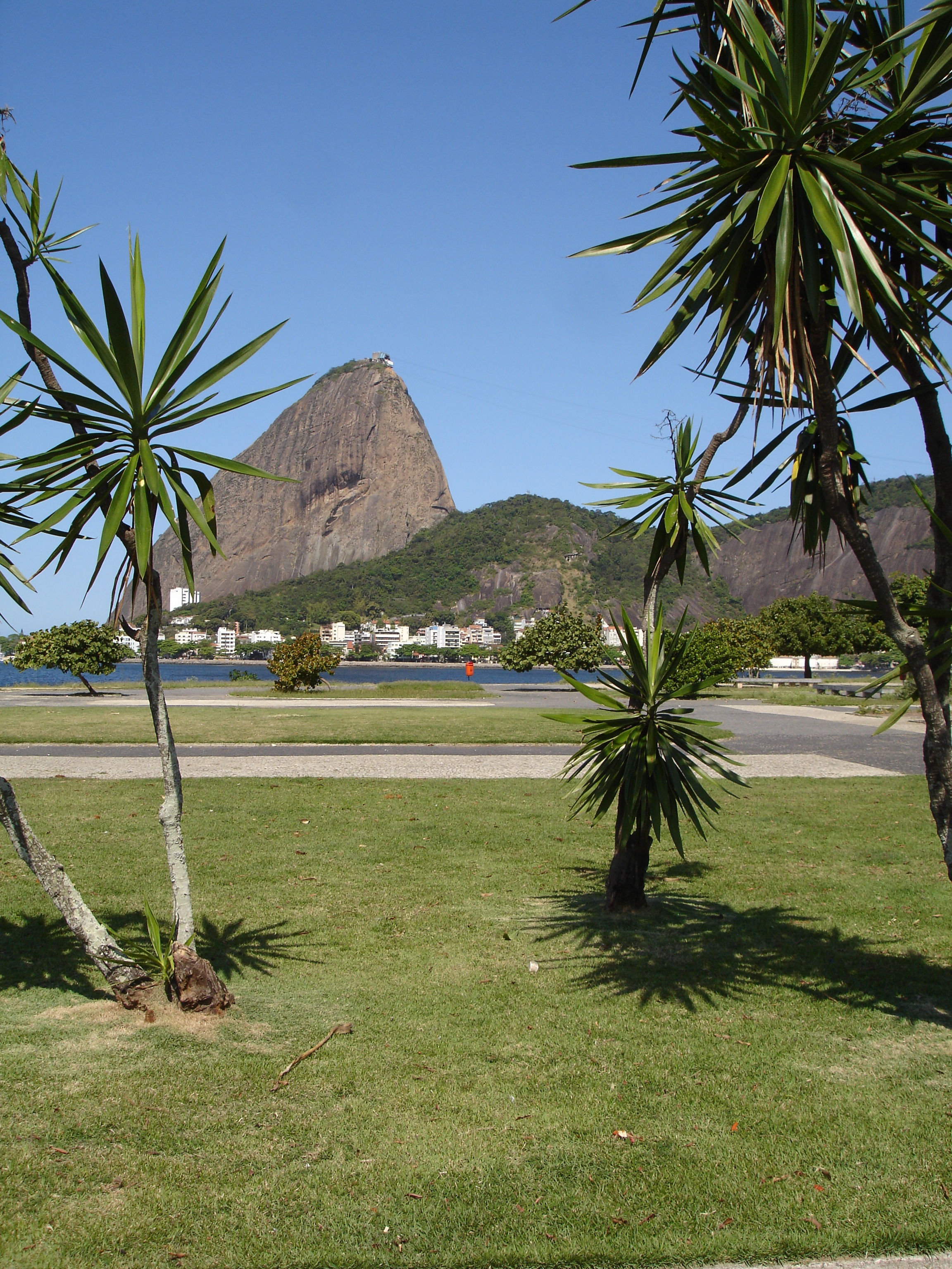 mountain, nature, day, flamengo, coconut palm tree, clear sky, no people, sky, tree, outdoors, tranquility, brazil, sugar loaf pão de açúcar, palm tree, Phone HD Wallpaper