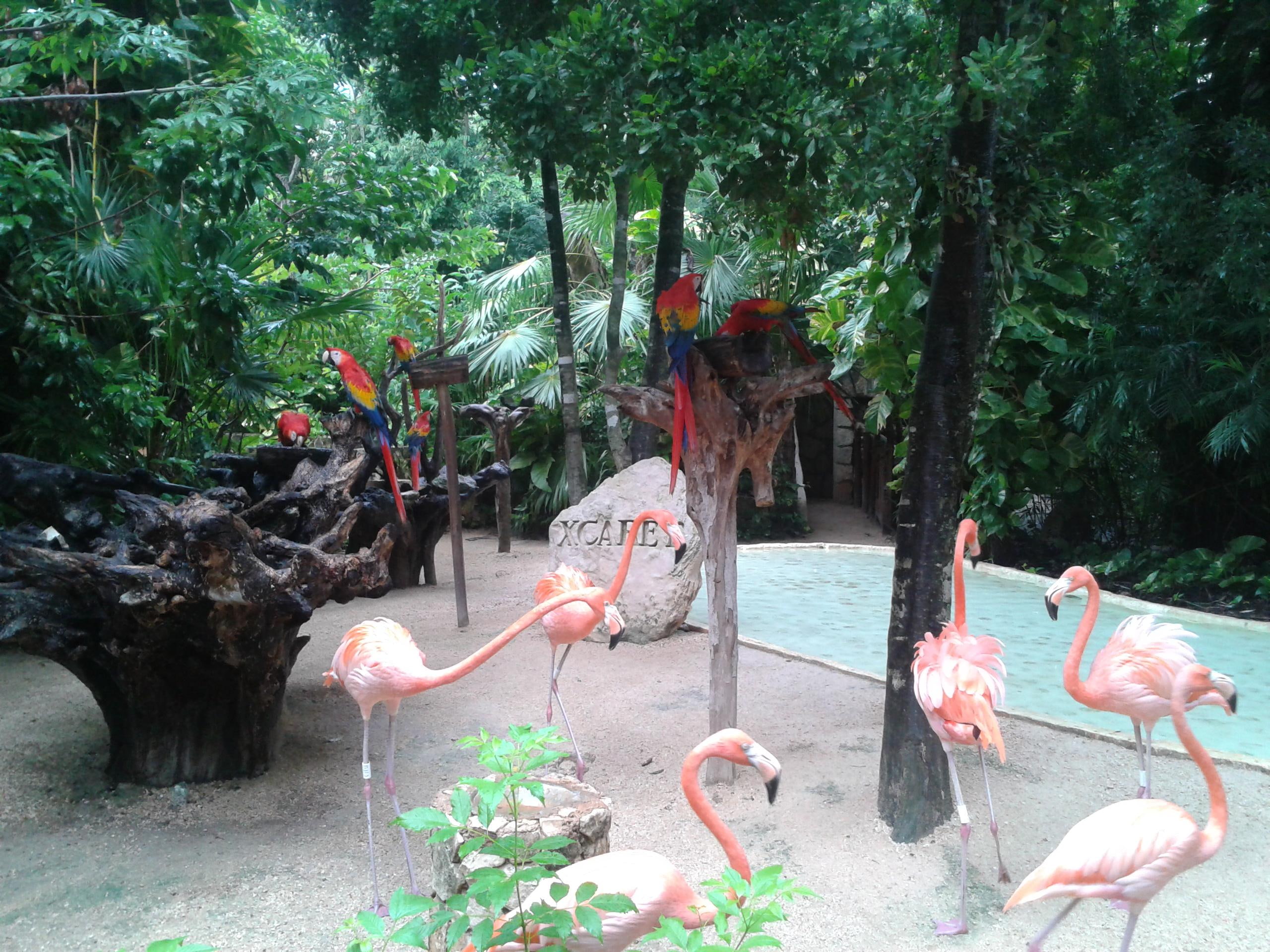 nature, zoos, parks, flamengos, 2K, birds, animals, scarett, HD Wallpaper
