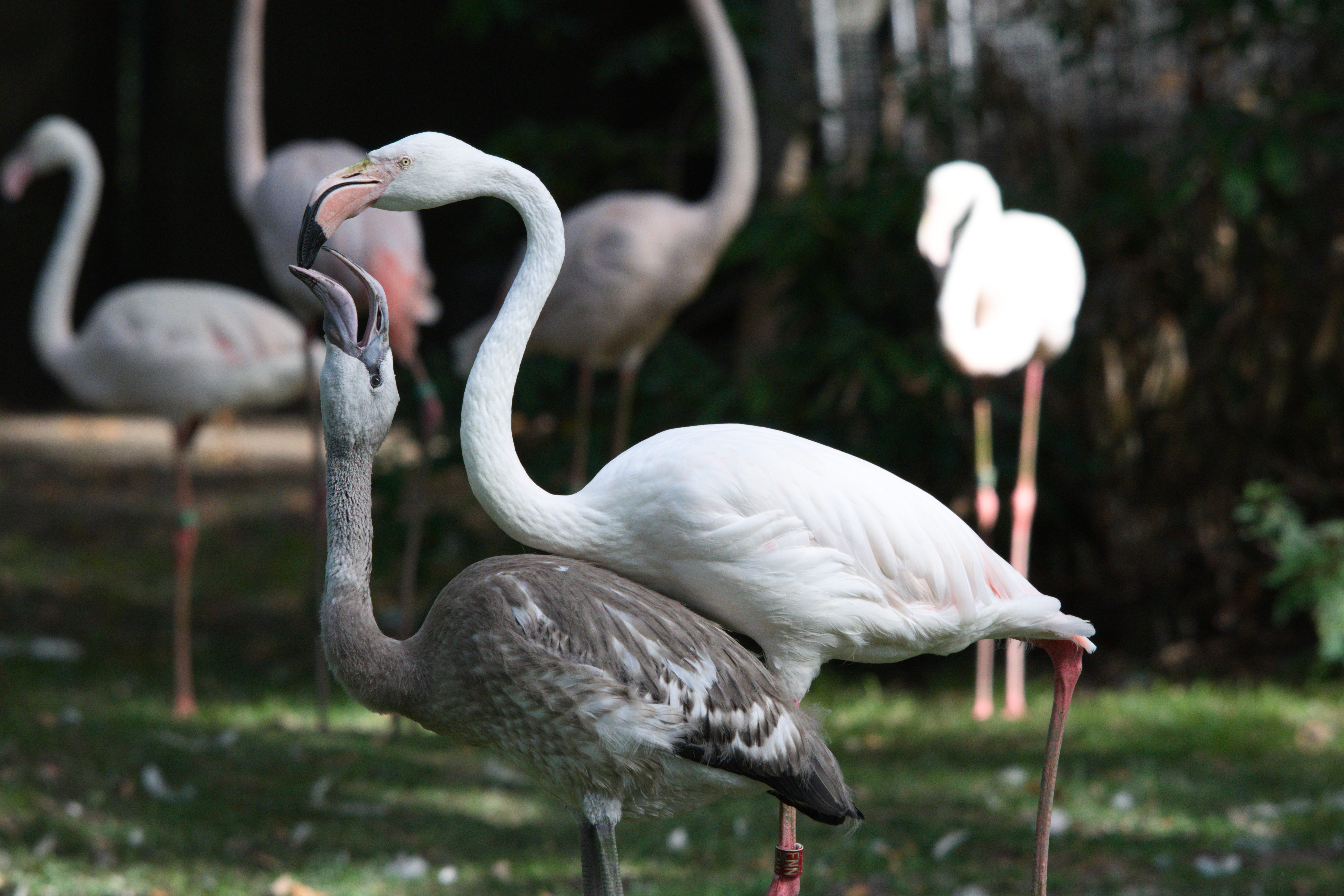 beak, animal neck, bird, zoo, freshwater bird, swan, 5K, day, no people, water, animals, nature, vertebrate, animal themes, animals in the wild, animal, HD Wallpaper