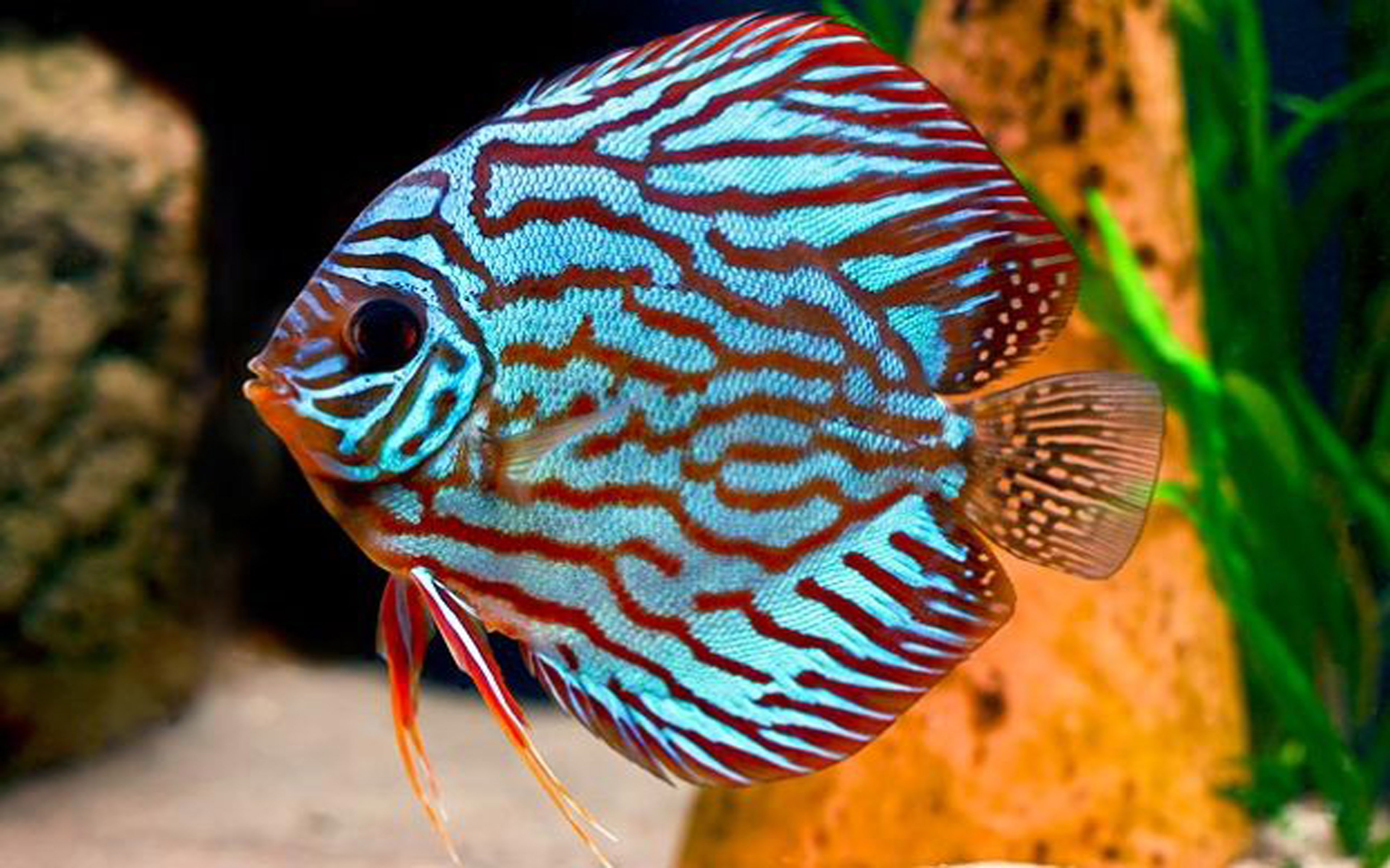 discus, colour, look, 4K, sale, fish, HD Wallpaper