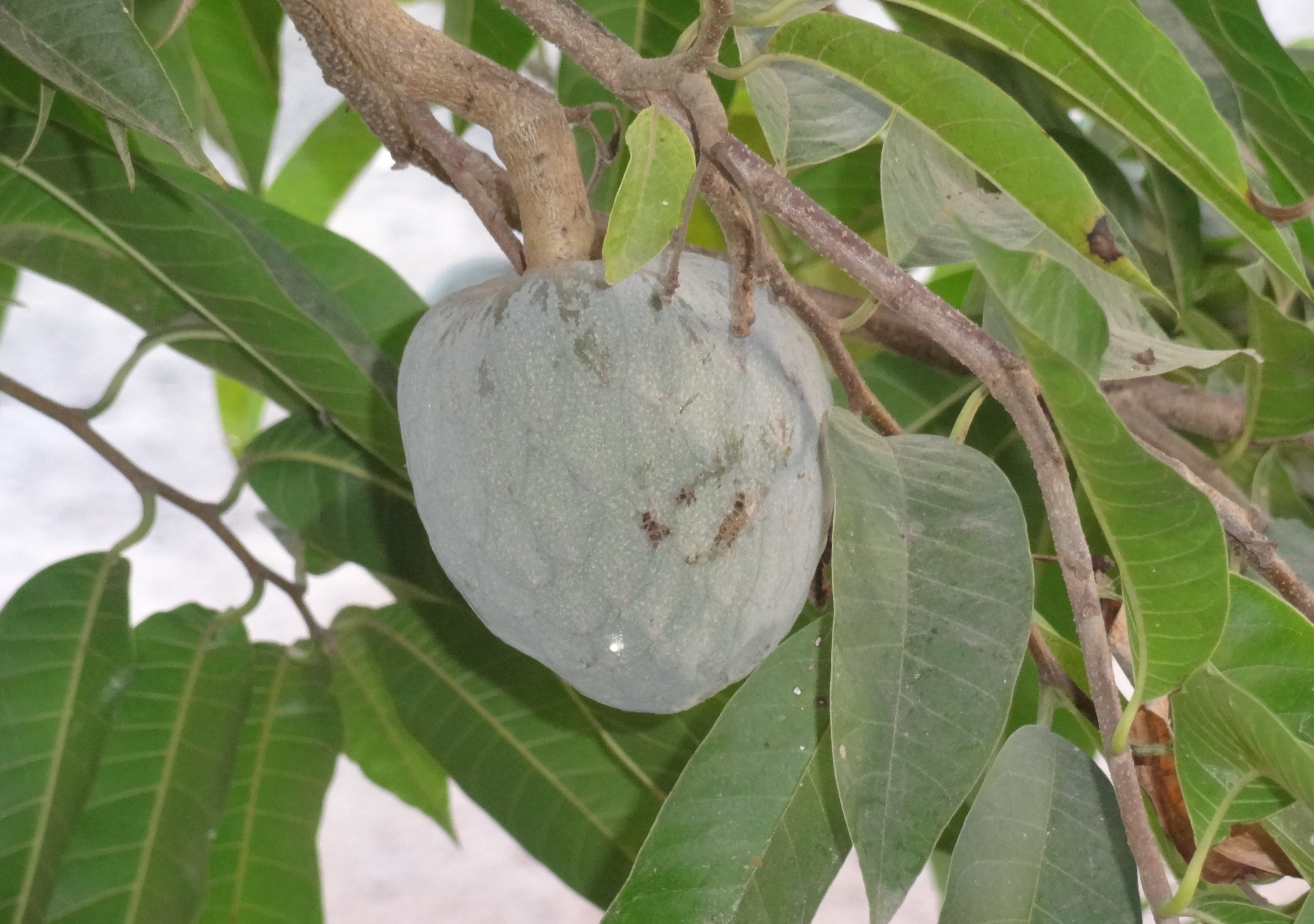 diet, tree, ripe, plant part, focus on foreground, Soursop, lakshmana phala, branch, no people, Annona Muricata, nature, growth, 4K, fresh, nutritious, HD Wallpaper