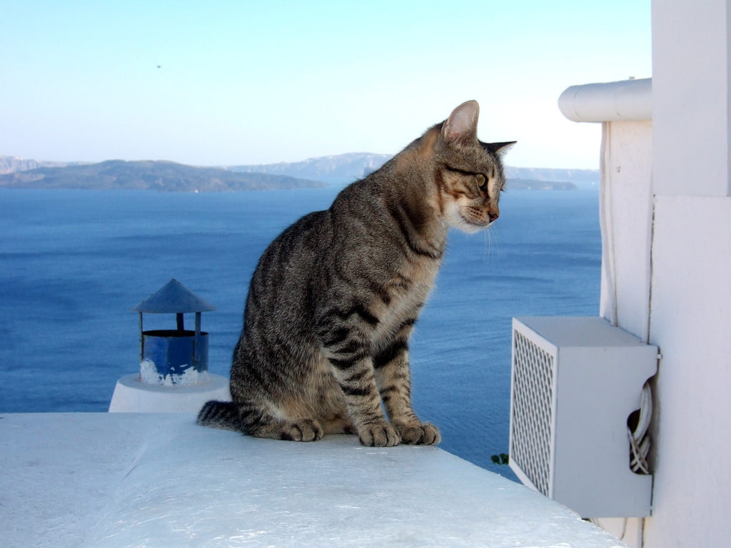 animals, cats, model, auf, KITTENS, 480P, art, hd, santorini, ein, HD Wallpaper