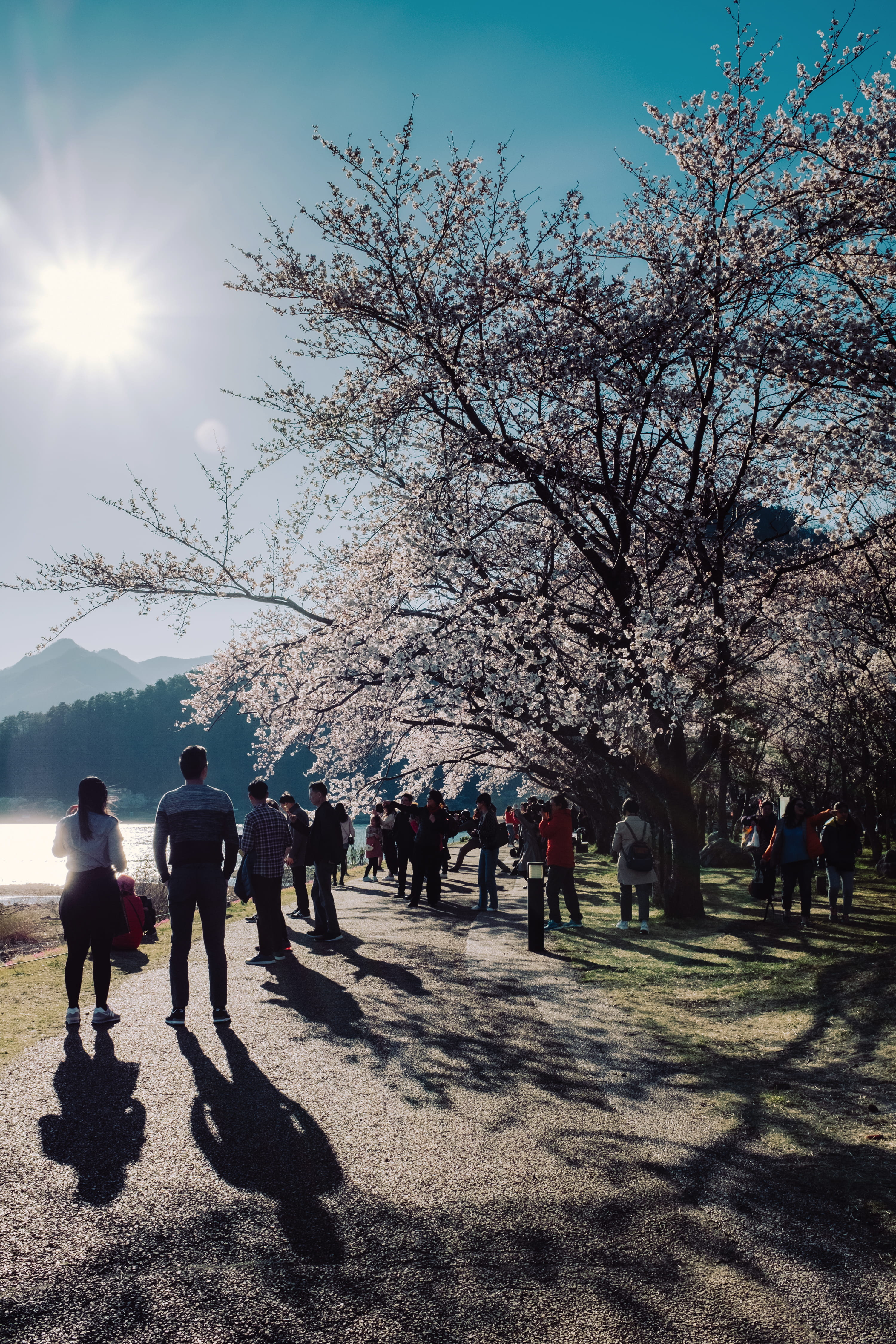 blossom, outdoors, cherry blossom, day, kawaguchiko, light, japan, bare tree, nature, flare, group of people, sun, fuji, travel, lens flare, 4K, asia, Phone HD Wallpaper
