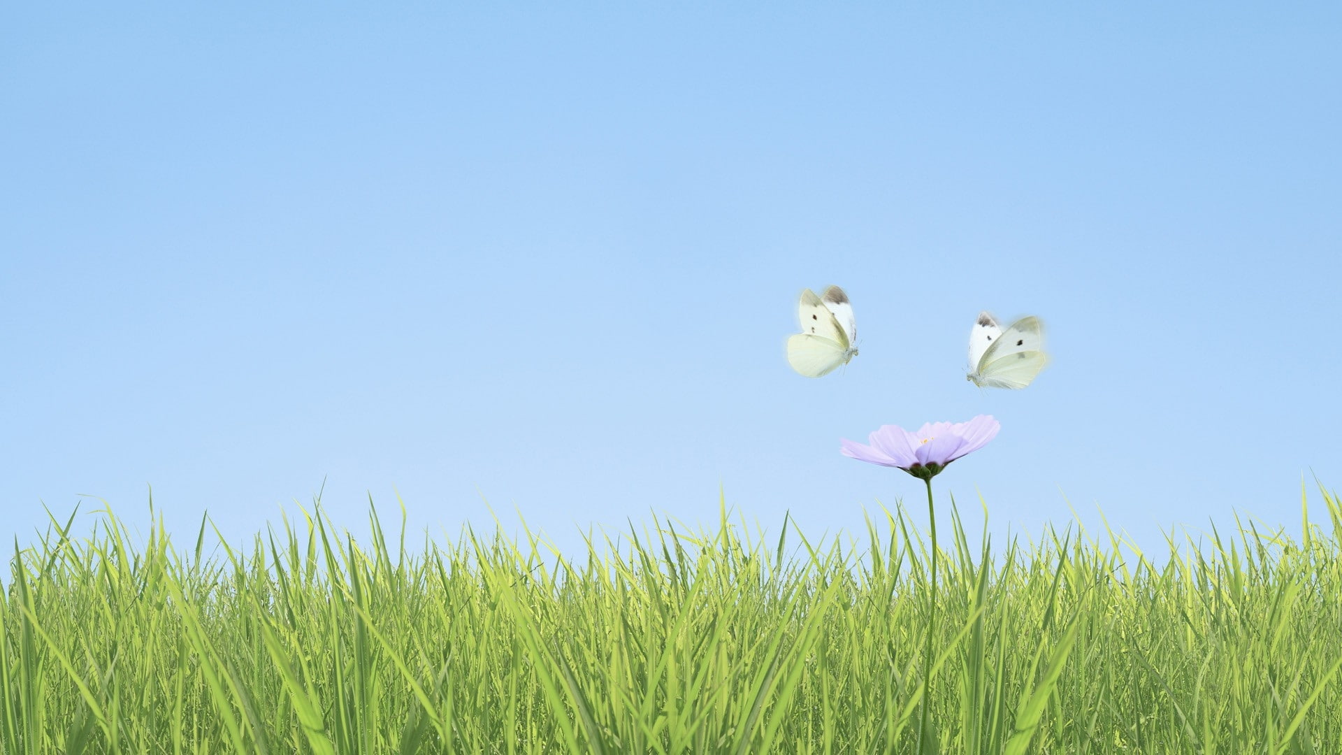 butterflies, region, kanto, art, animals, 1080P, Butterfly, hd, x, japan, HD Wallpaper