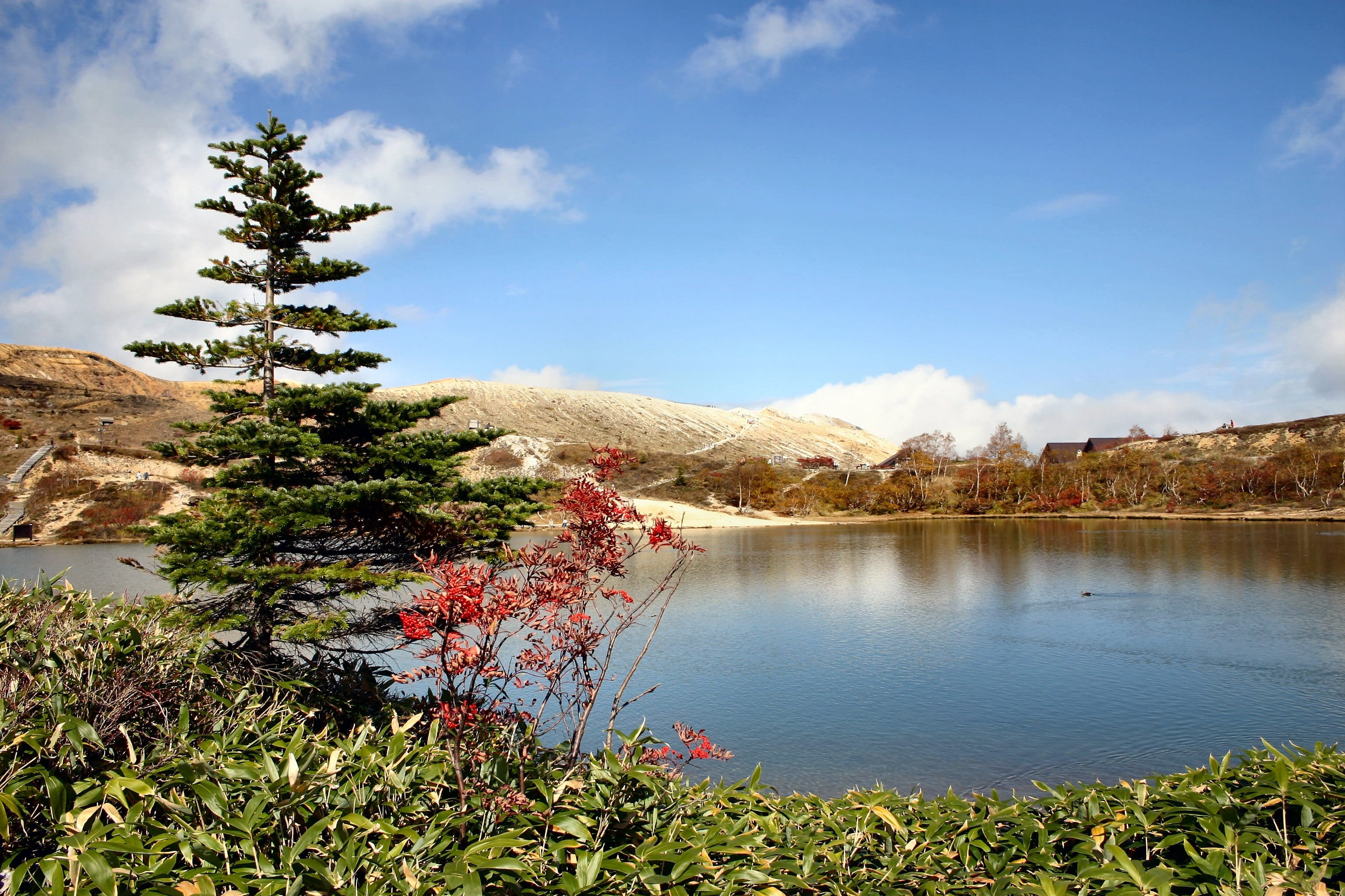 plant, scenics, japan, holiday, elevation, tranquil scene, day, beauty in nature, pine tree, gunma, lake, plateau, Shirane, 2K, autumnal leaves, sky, coniferous tree, HD Wallpaper