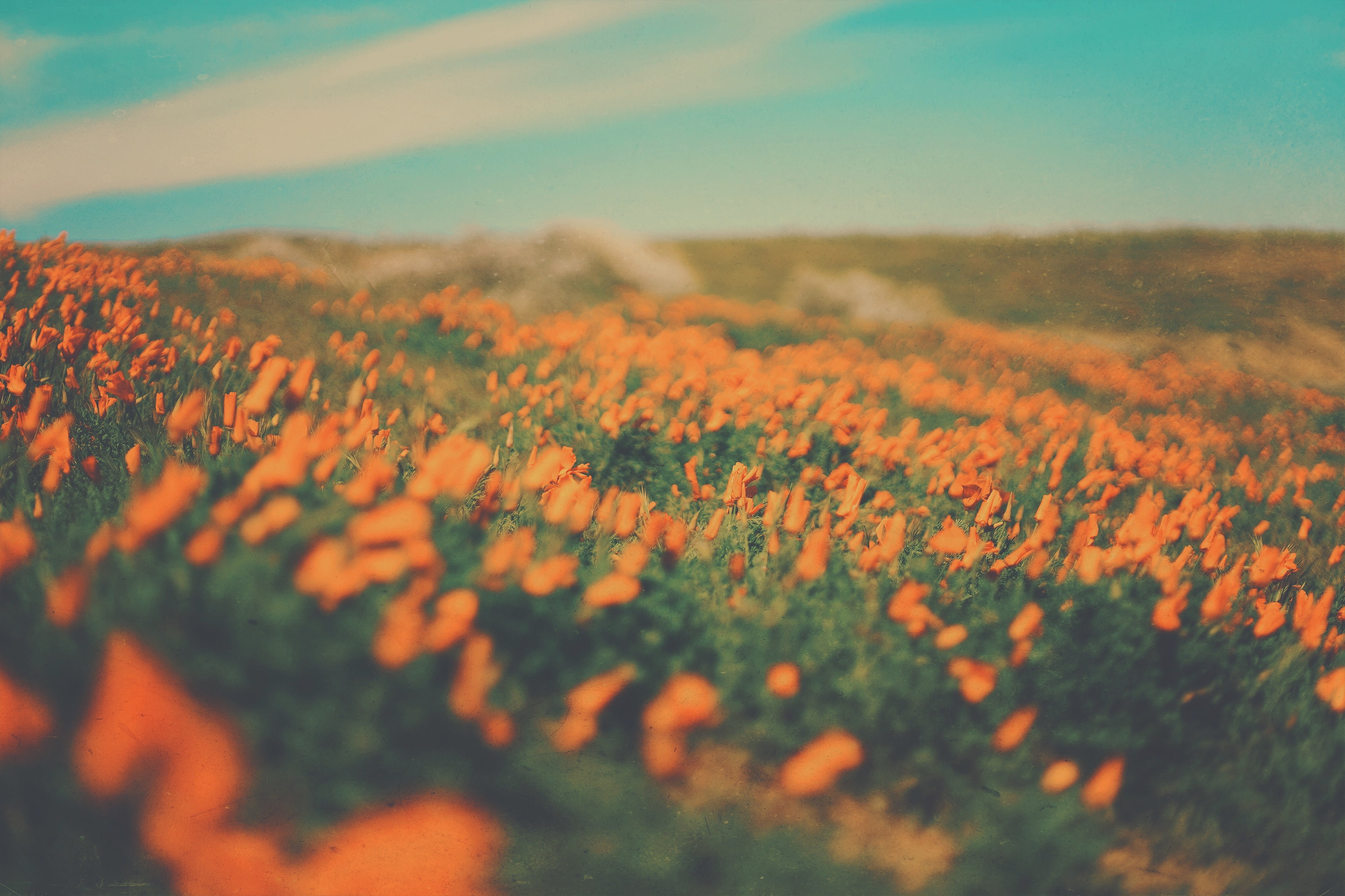 tranquil scene, outdoors, day, flowering plant, blossom, outdoor, sky, field, growth, agriculture, skies, scenics - nature, freshness, landscape, flower head, HD Wallpaper