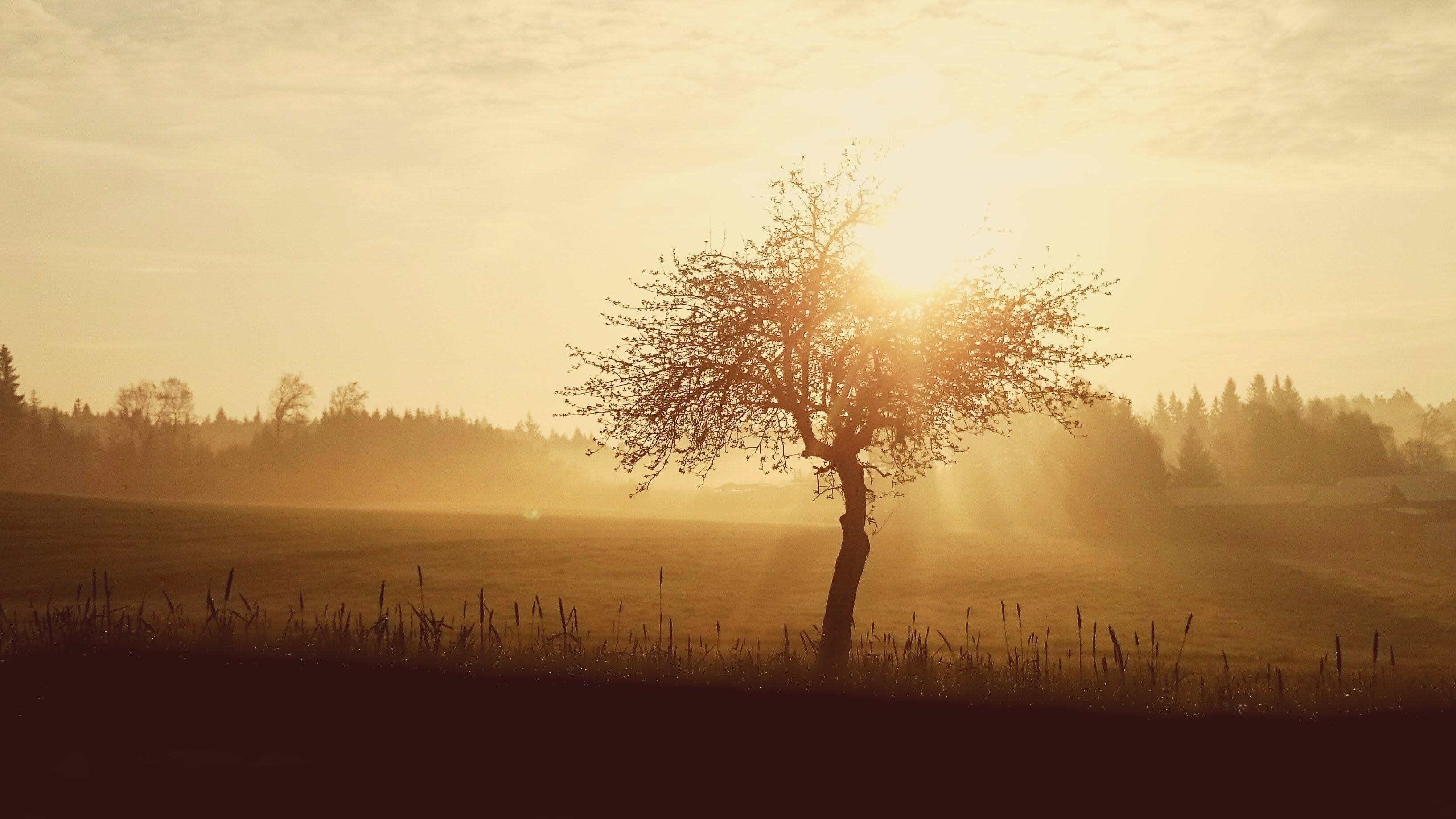 landscape, sky, summer, meadow, sunrise - Dawn, environment, 2K, no people, field, tranquil scene, light, spring, plant, sun, sunlight, spring awakening, HD Wallpaper