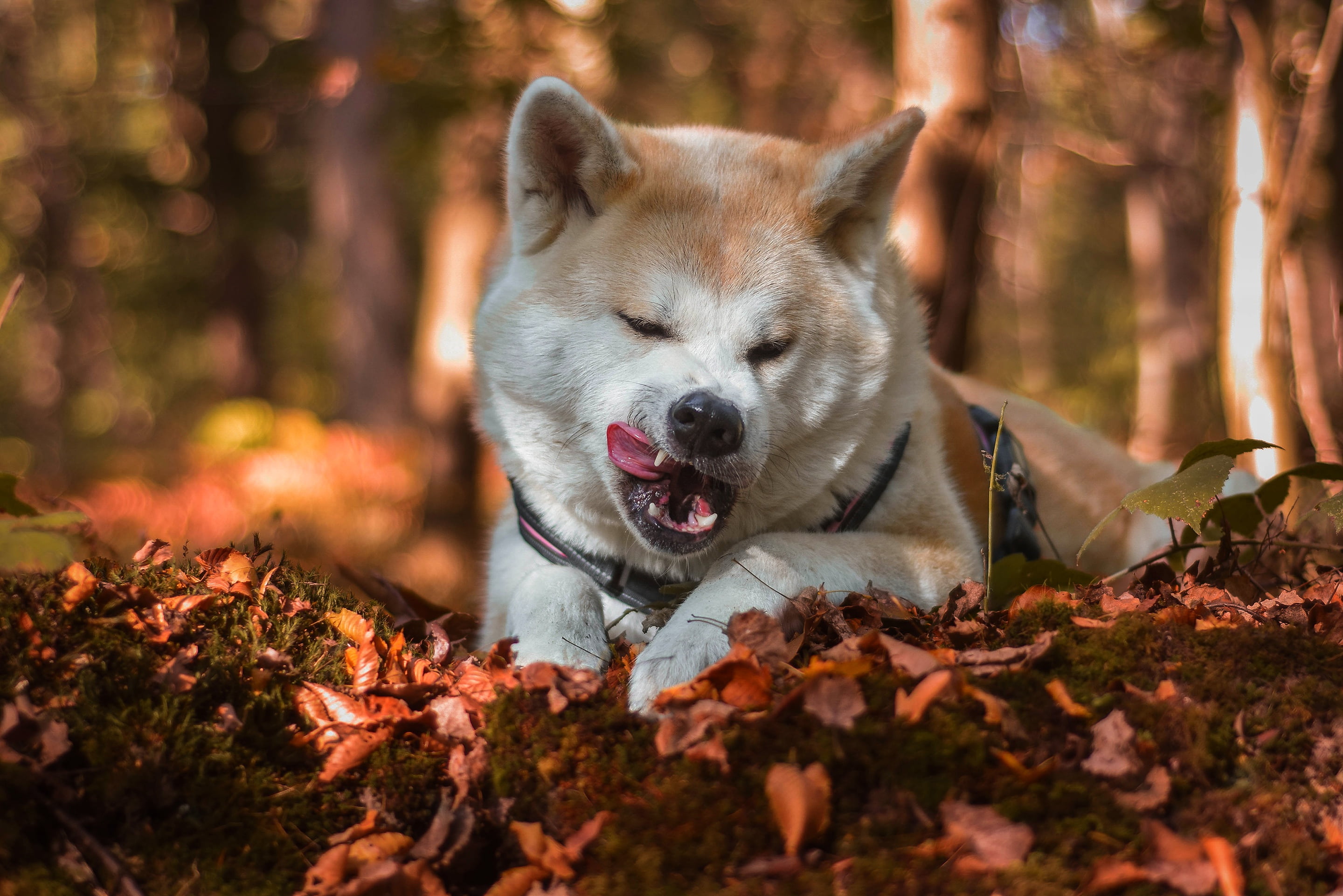 Shiba, nature, the expression, licked, Park, leaves, forest, dog, lies, face, autumn, pose, 2K, frowns, mouth, language, Shiba inu, bokeh, light, HD Wallpaper