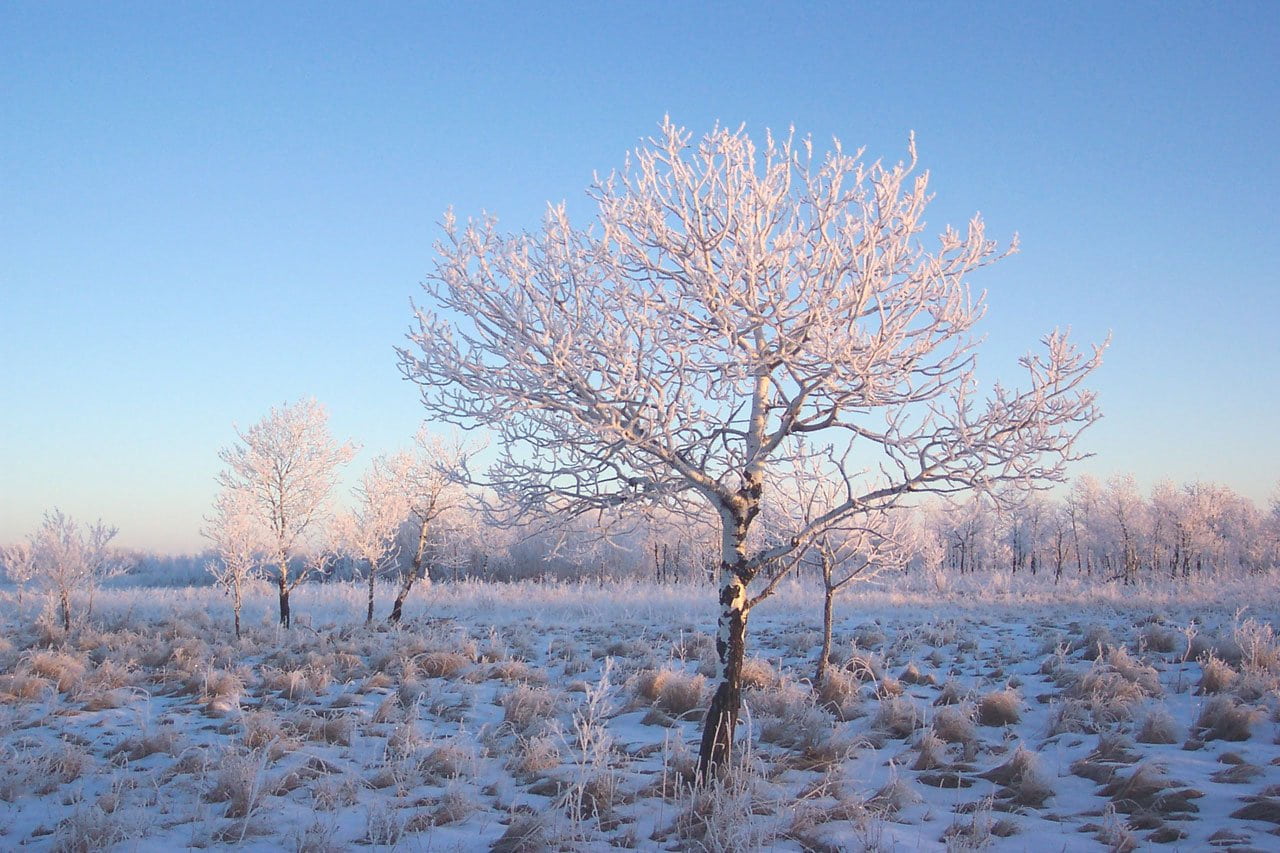 tranquil scene, branch, solitude, frost, cold temperature, winter, cold, ice, 720P, nature, bare tree, grya, no people, beauty in nature, trees, grass, HD Wallpaper